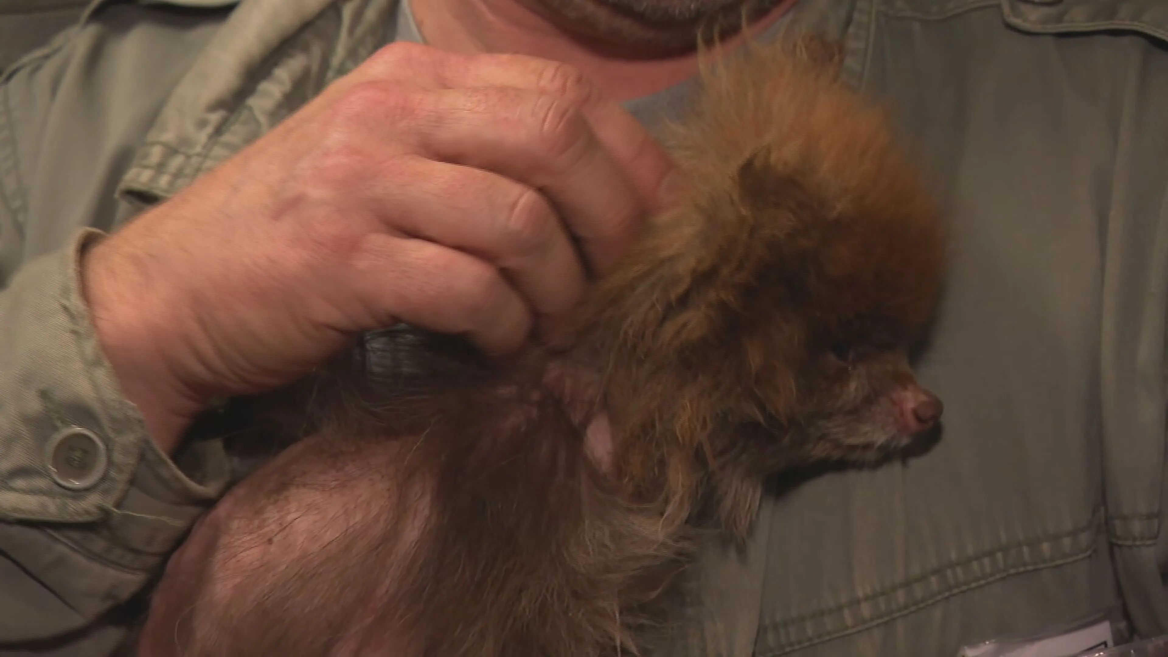 24 zwaar verwaarloosde chihuahua's vastgebonden aan hek, dierenambulance nét op tijd