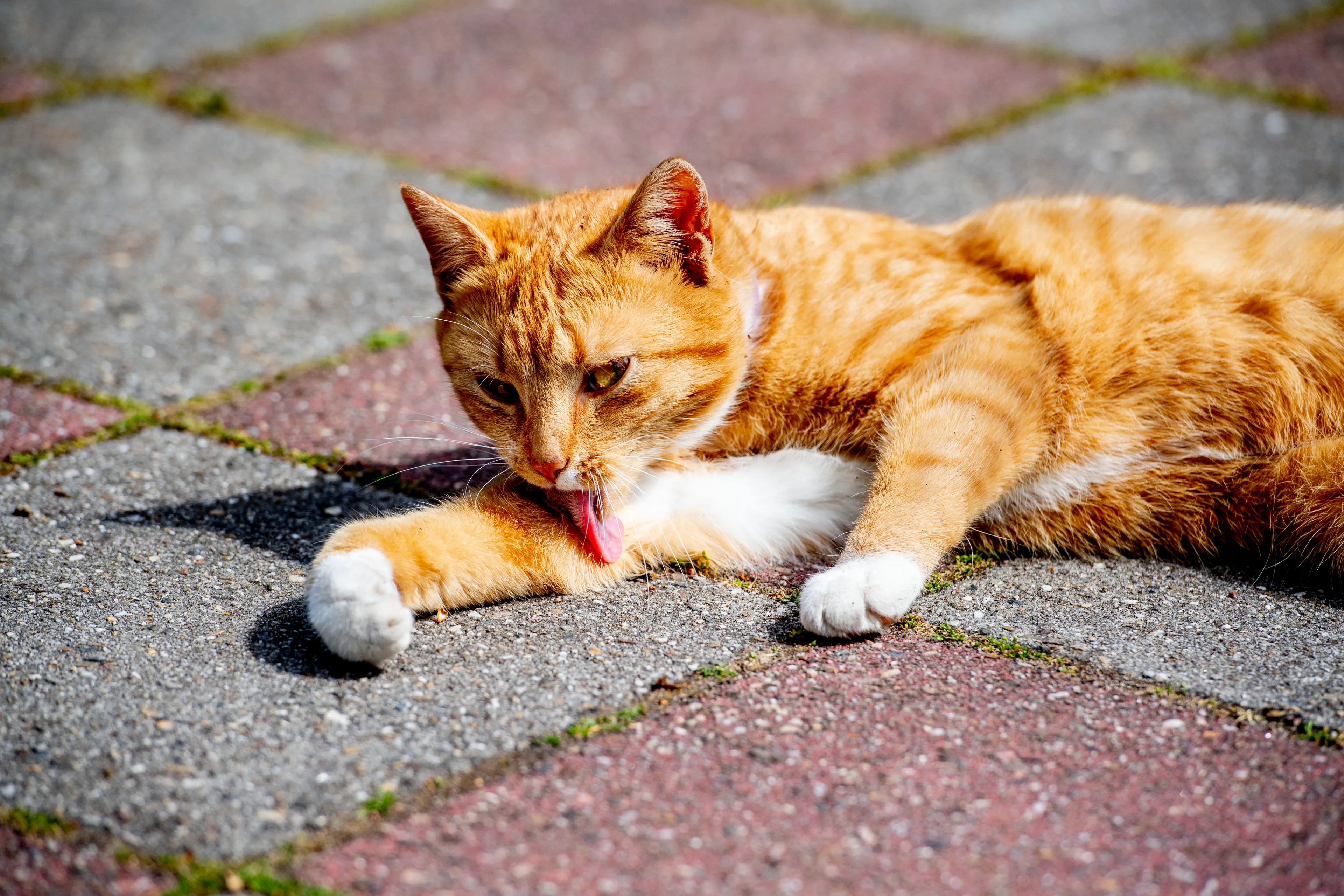Dierenbescherming wil landelijke chipplicht van katten