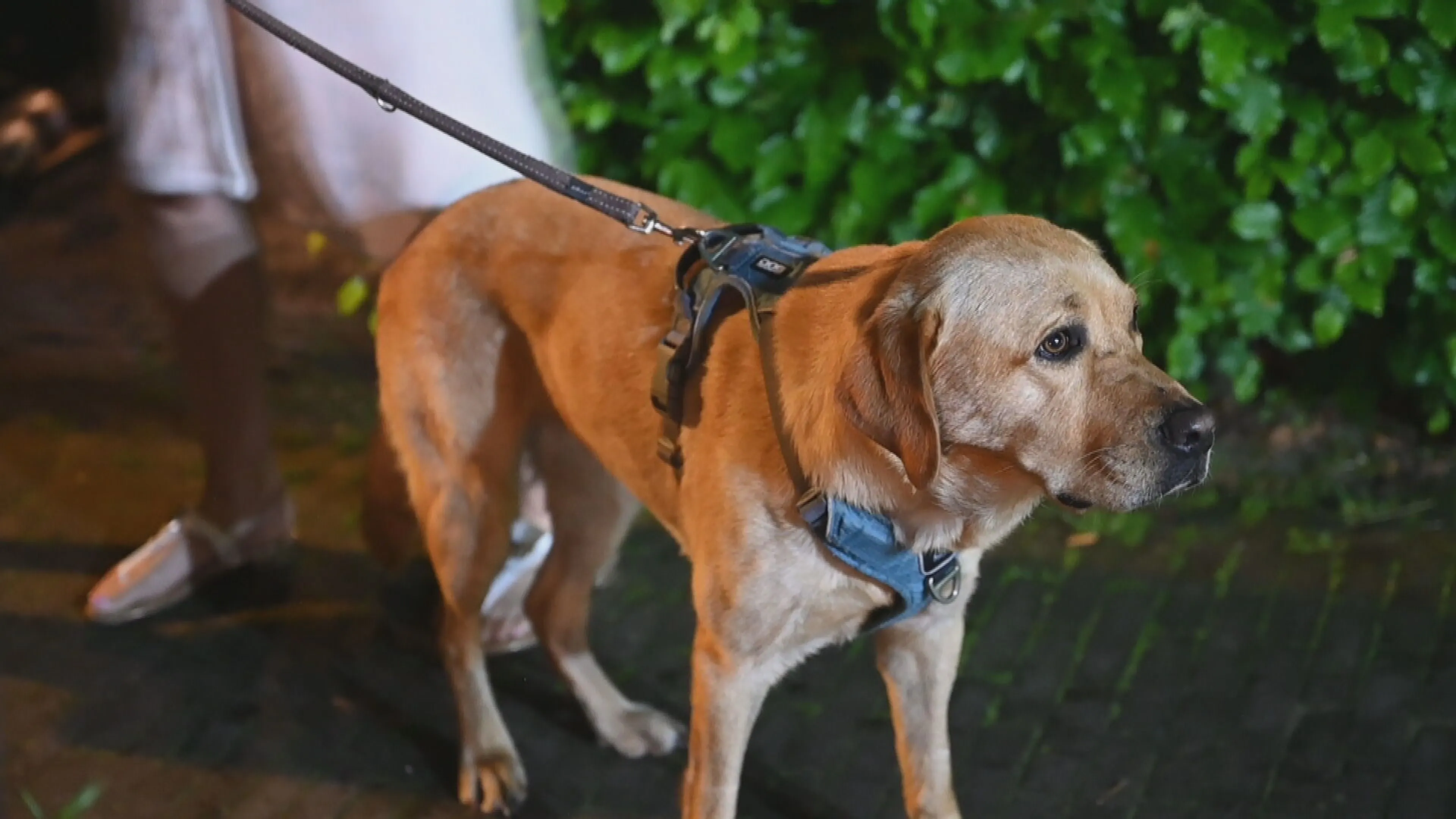Hond verricht heldendaad door gezin wakker te blaffen tijdens woningbrand