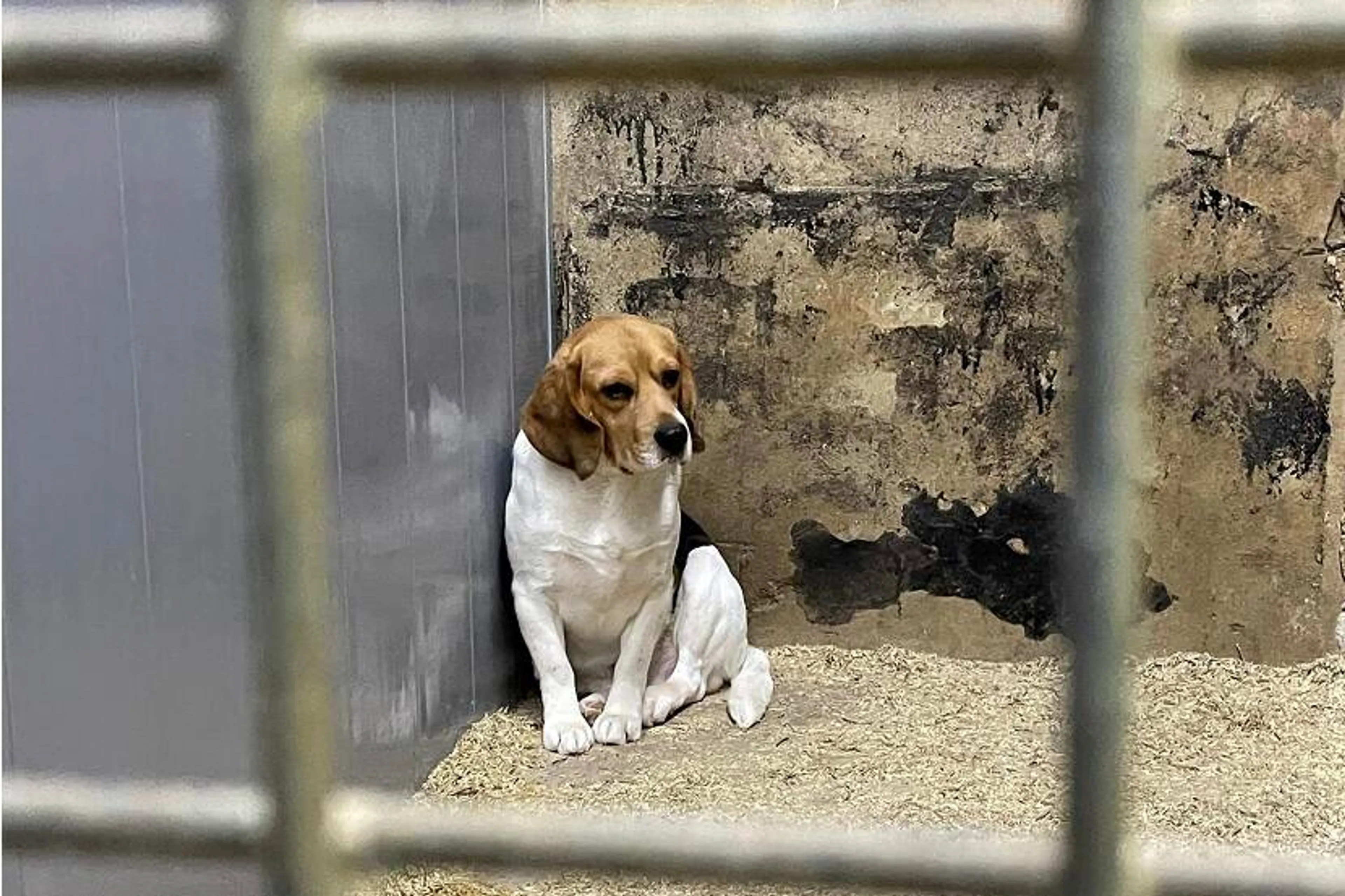 Het is zover: NVWA haalt alle honden weg bij horrorfokker in Eersel