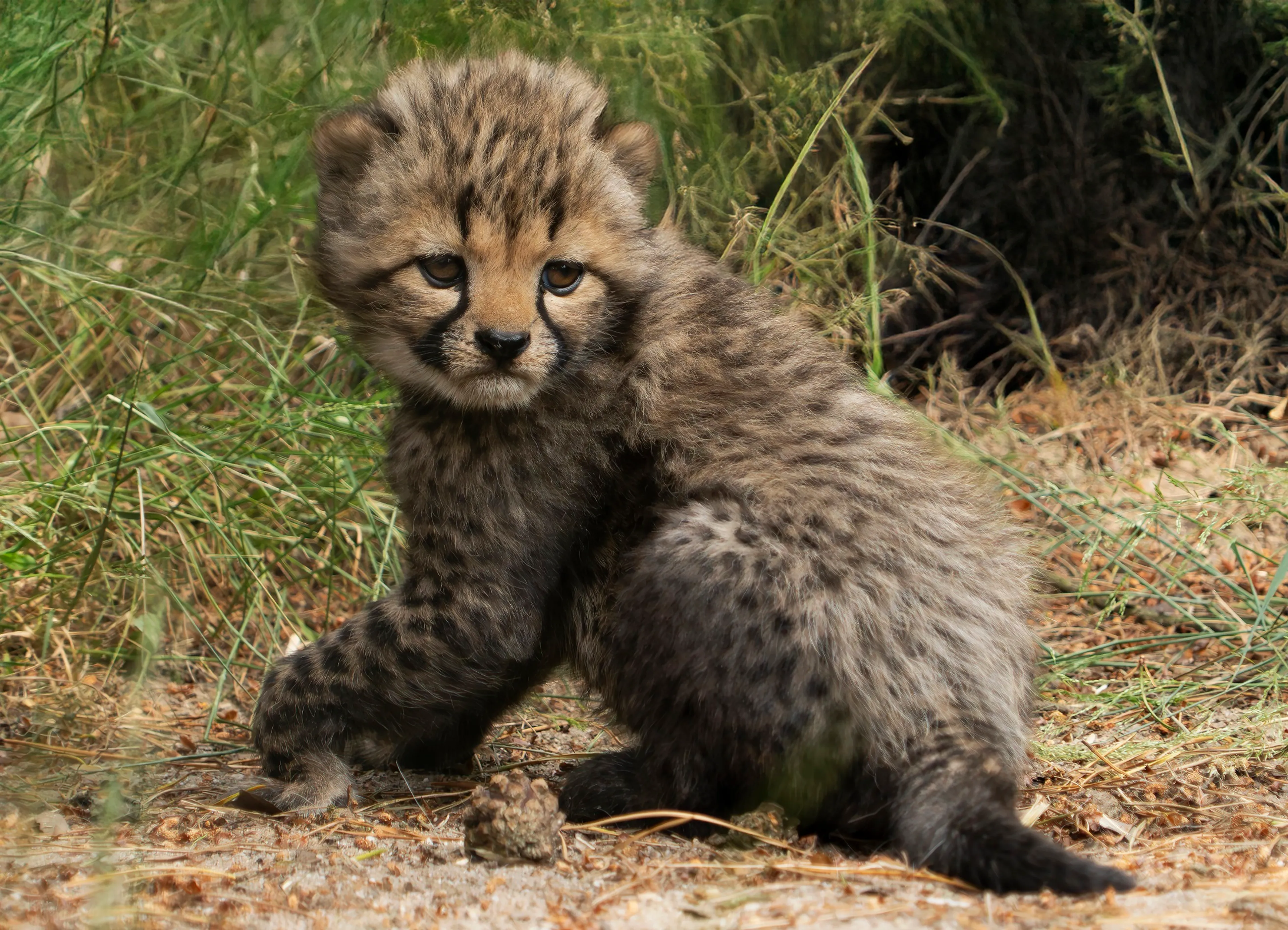 Zó schattig: pasgeboren cheetawelpjes spelen buiten met moeder in Beekse Bergen