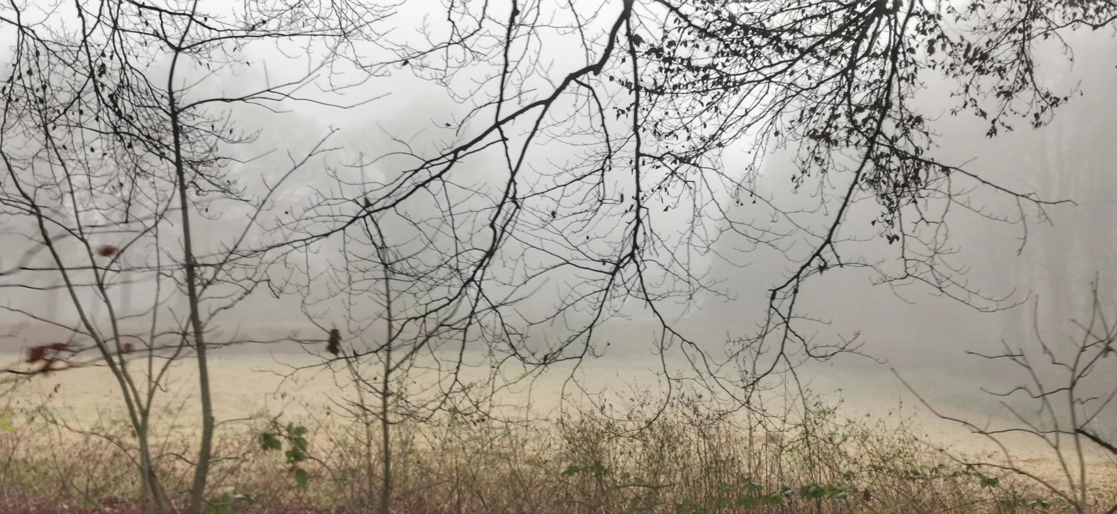 Warmste 7 december ooit gemeten: 14 graden in De Bilt