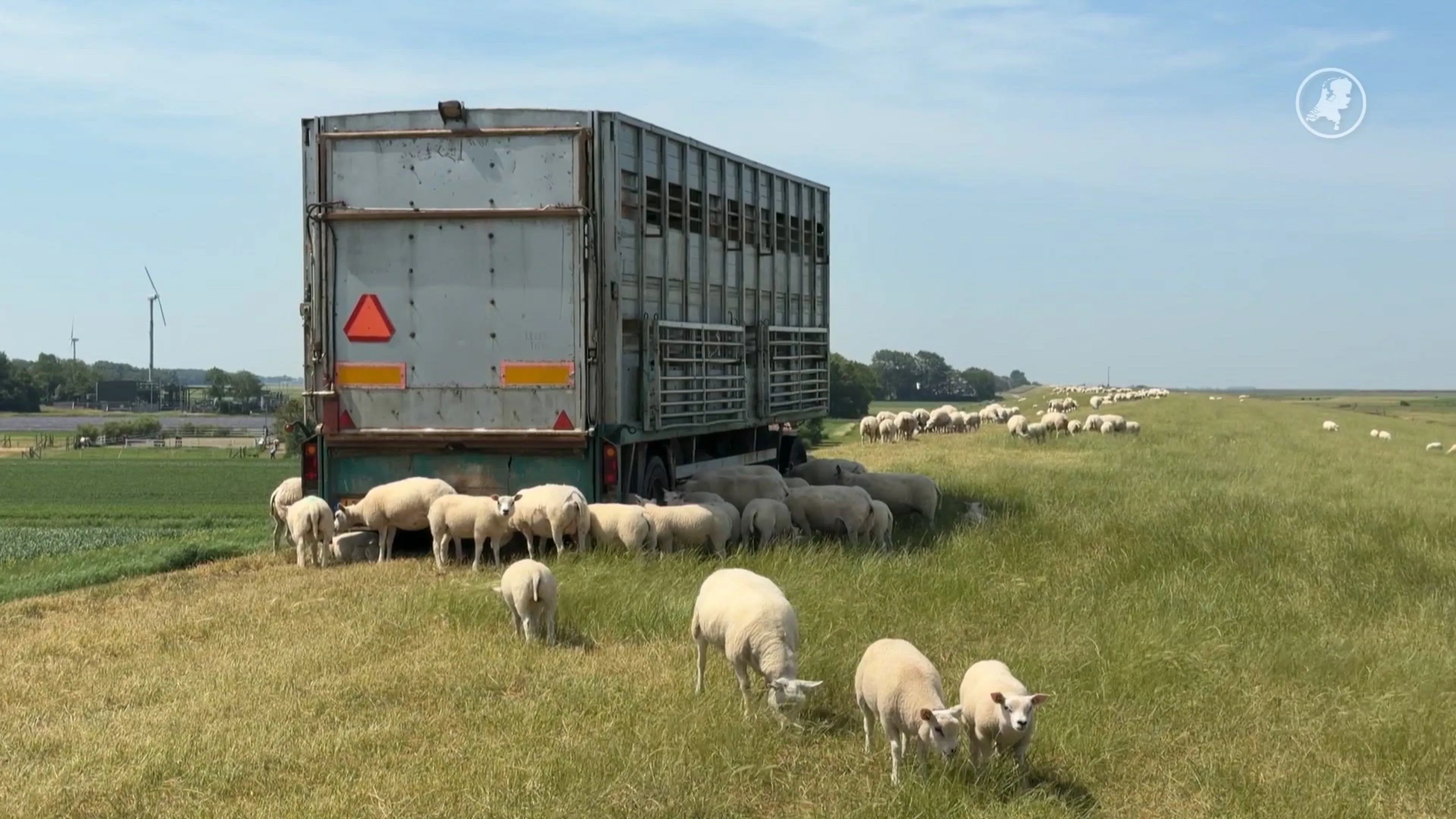 Schapen zoeken massaal de schaduw op in Holwert