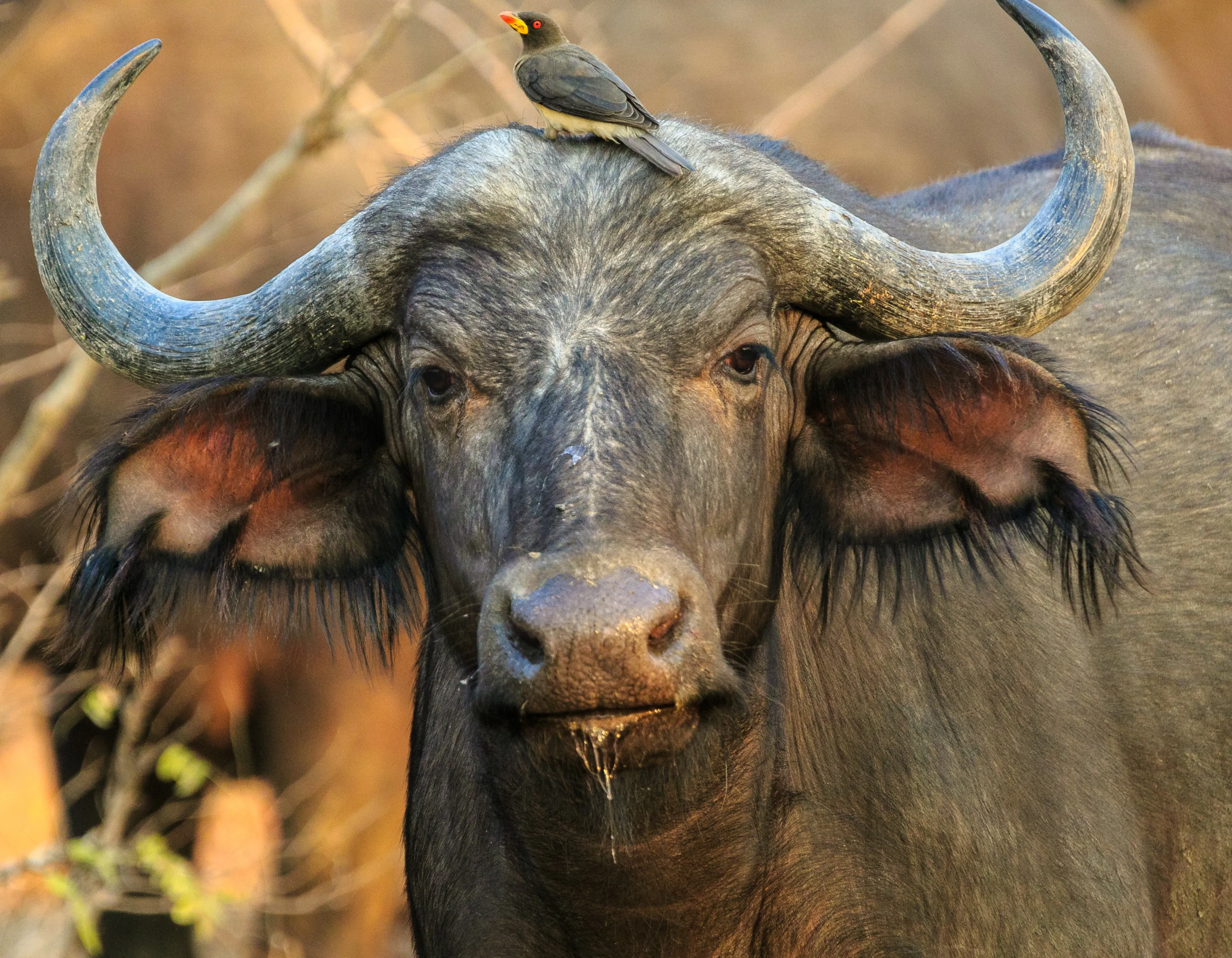 Een waterbuffel in je tuin? Dat mag 'gewoon' in Nederland!
