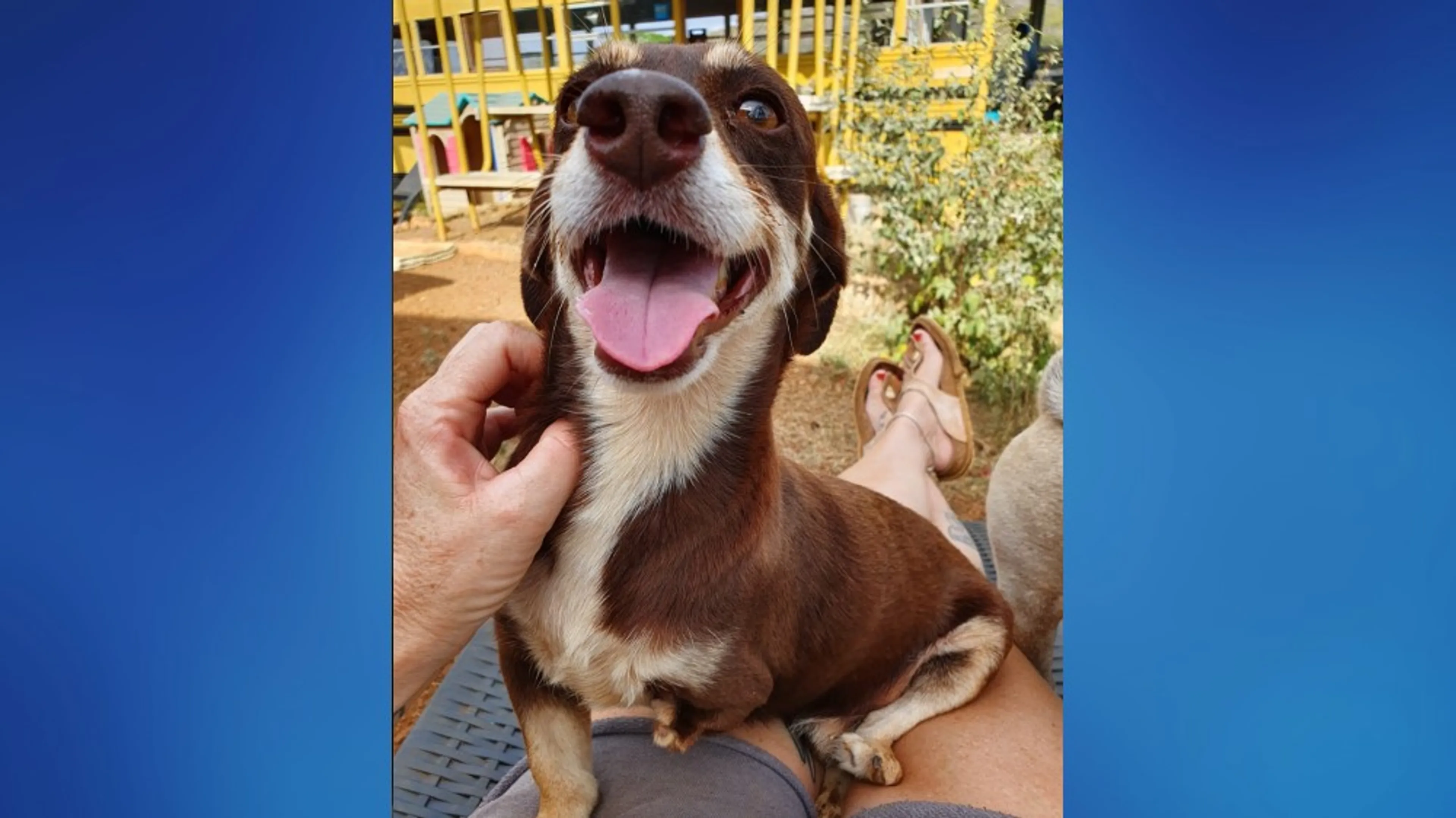Dierenvrienden slaan handen ineen voor hondje Cootje en zijn drie pootjes