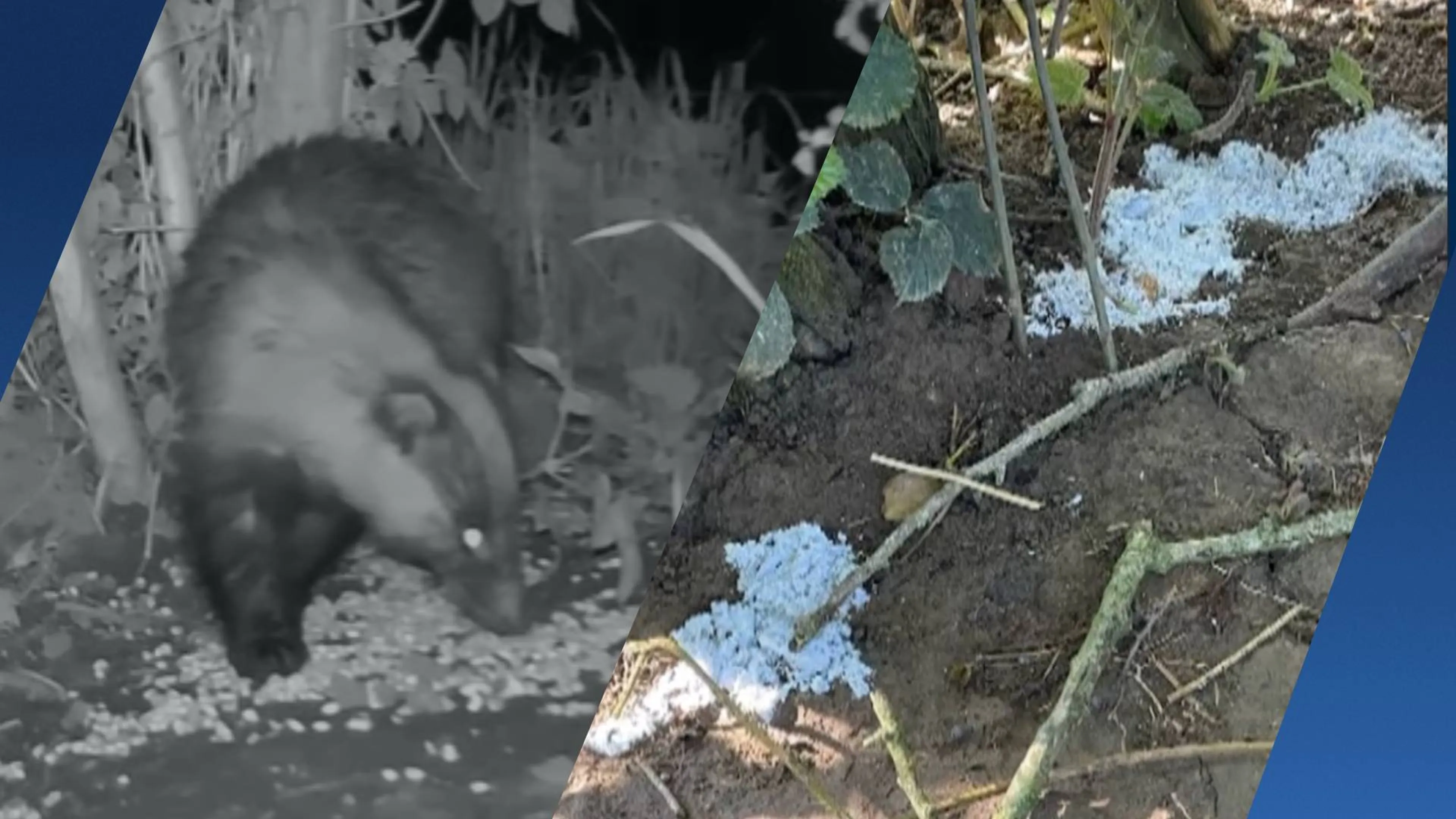 Eerste das gespot na gifvondst bij burchten: 'Goed teken'