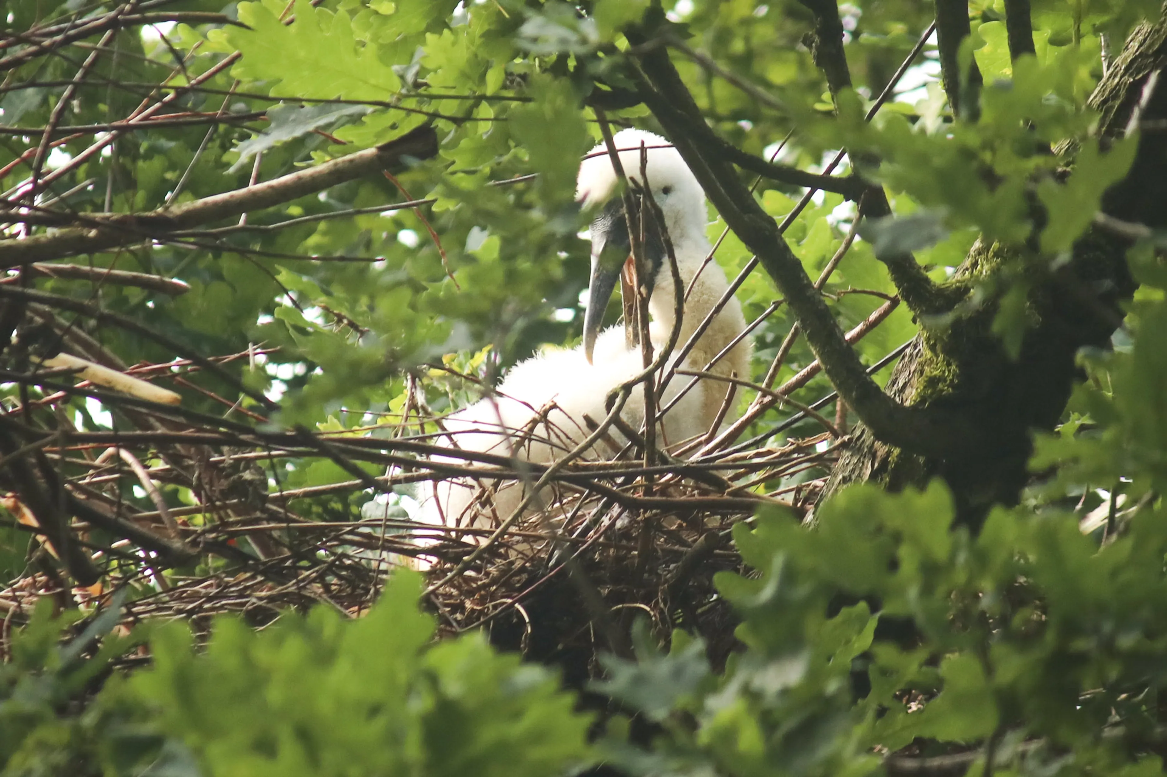 Primeur voor DierenPark Amersfoort: voor het eerst kruipt Afrikaanse nimmerzat uit ei