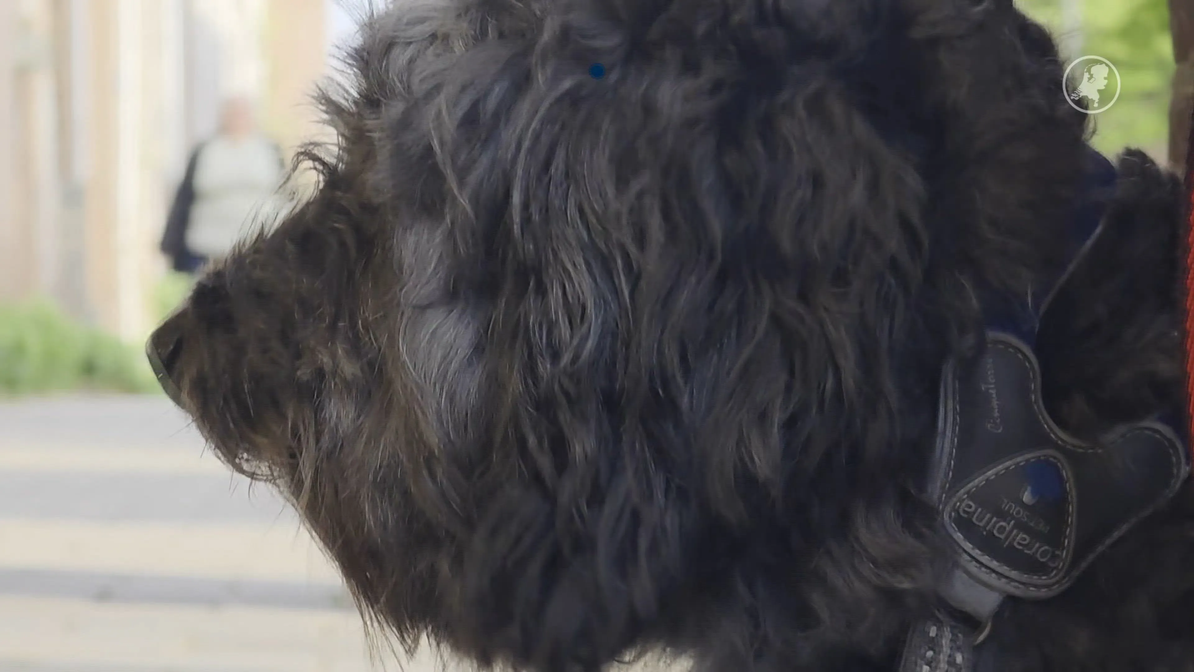 Hondje urenlang vergeten bij supermarkt in Hoorn