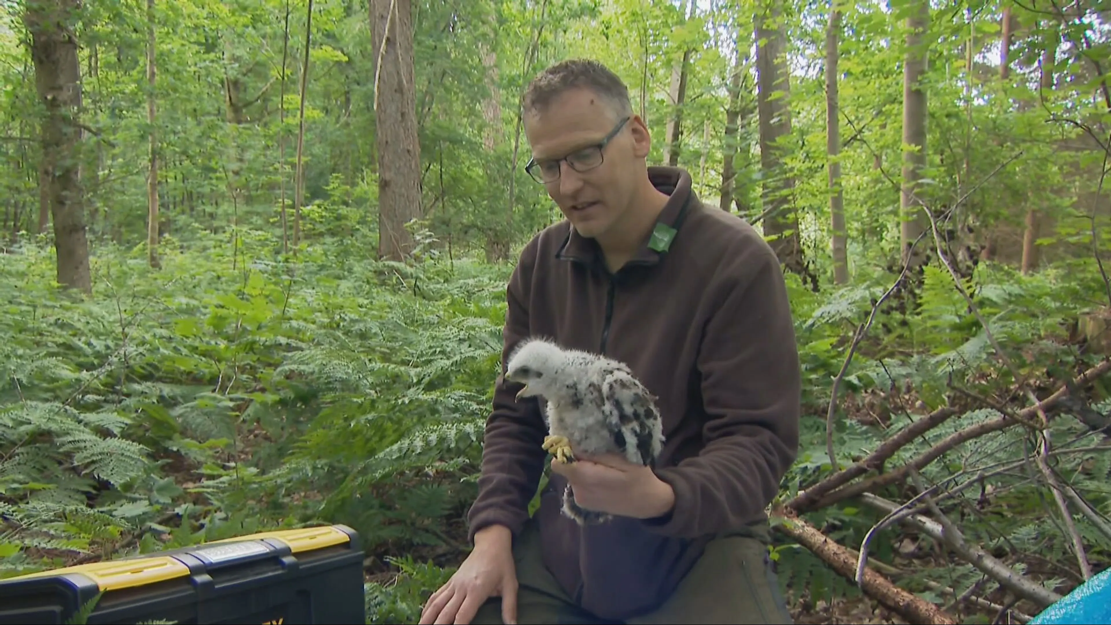 Topjaar voor roofvogels in Nederland: volop jongen in nesten