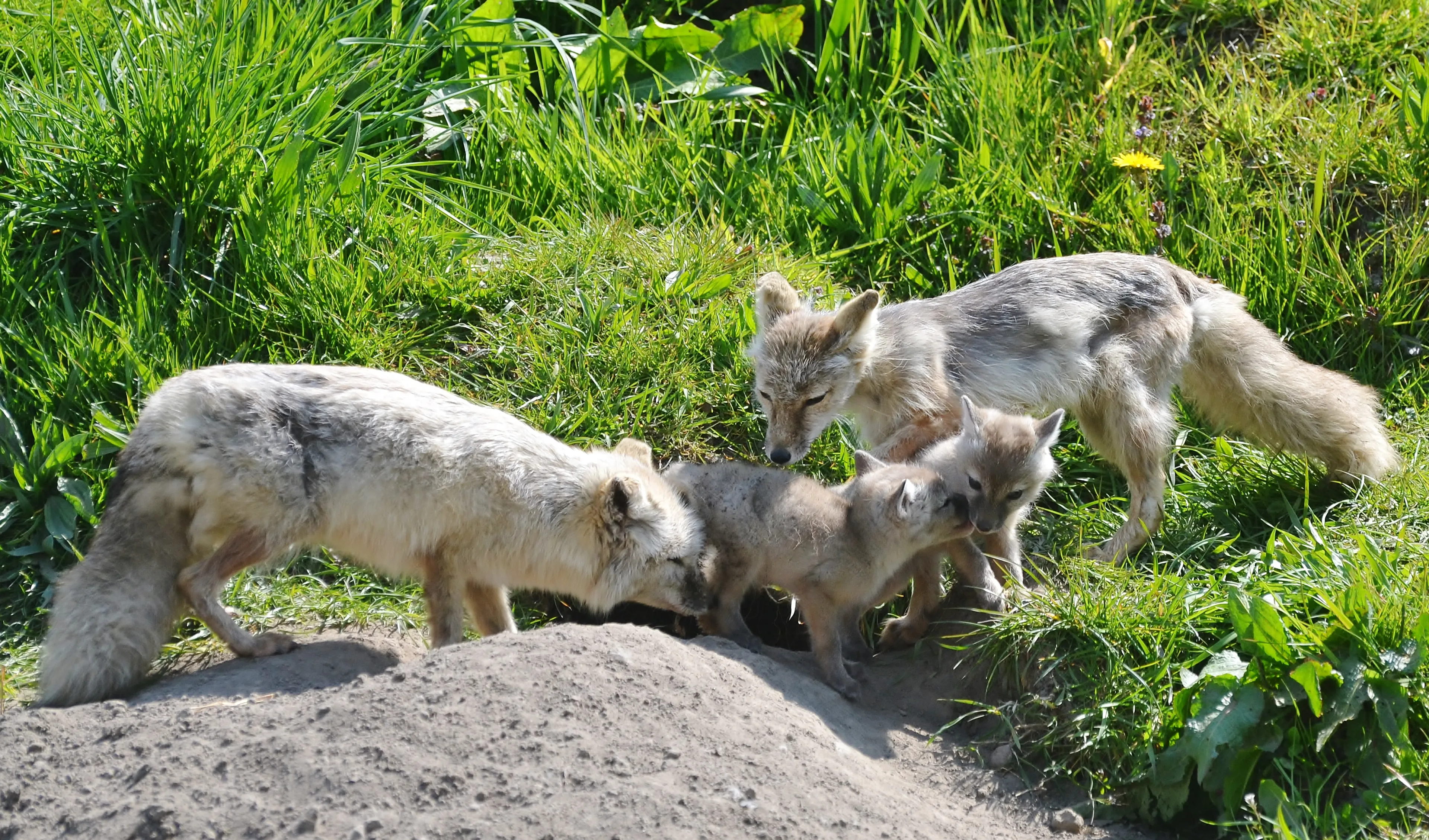 Bijzonder: voor het eerst in bijna tien jaar Steppevosjes geboren in Dierenrijk