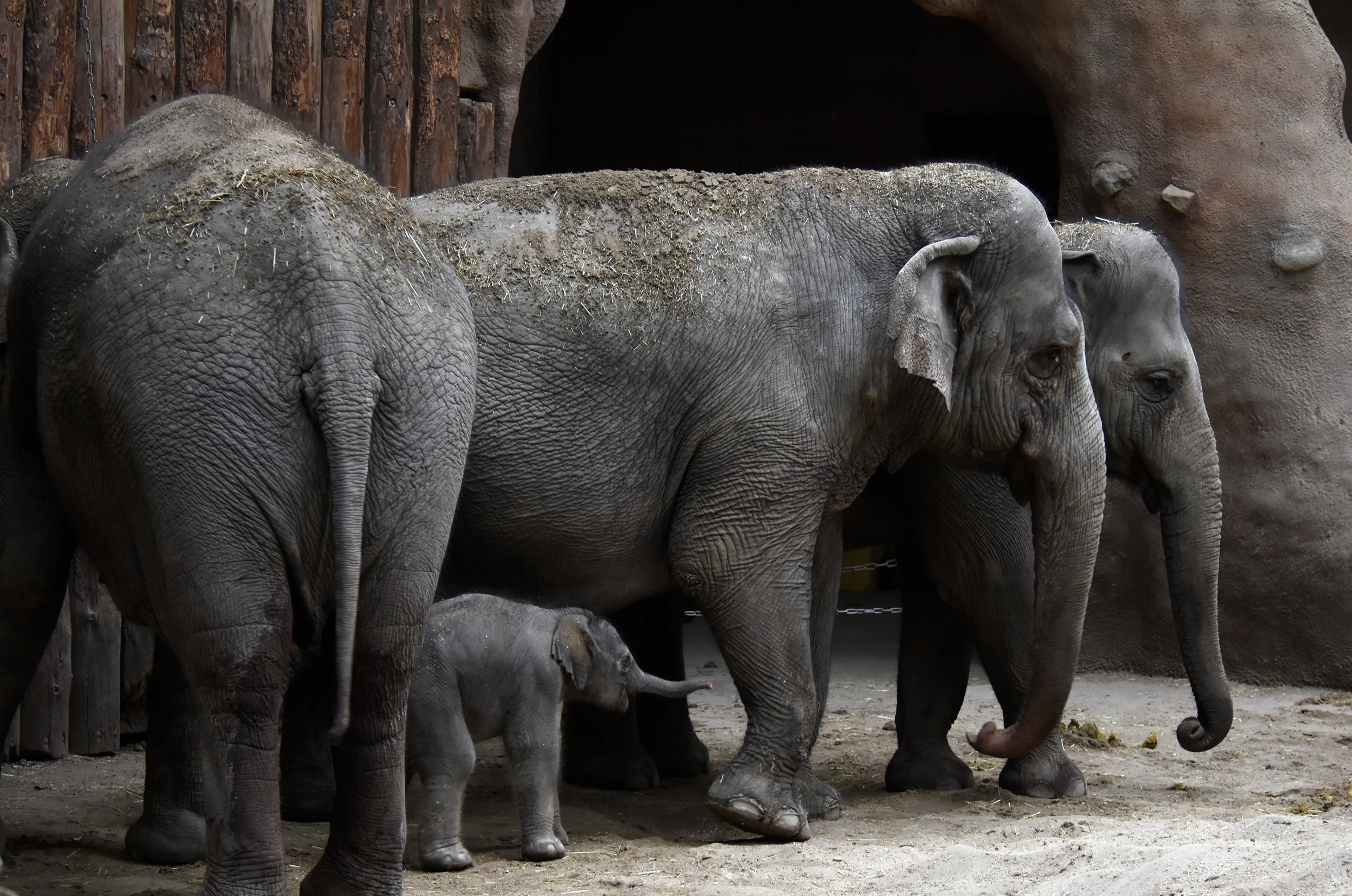 Hoe moet het babyolifantje in Blijdorp gaan heten? 'Slurfie McSlurfface!'