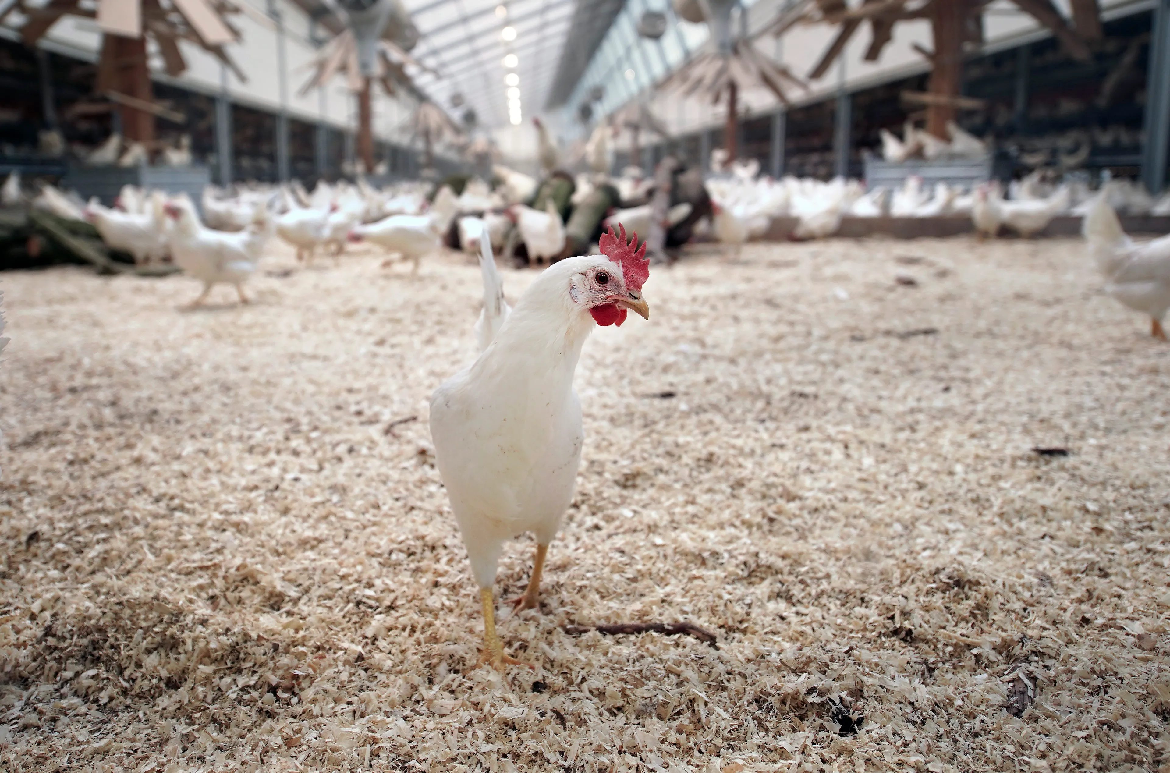 'Overheid moet duurzame boeren subsidiëren, zodat prijs in de supermarkt omlaag kan'
