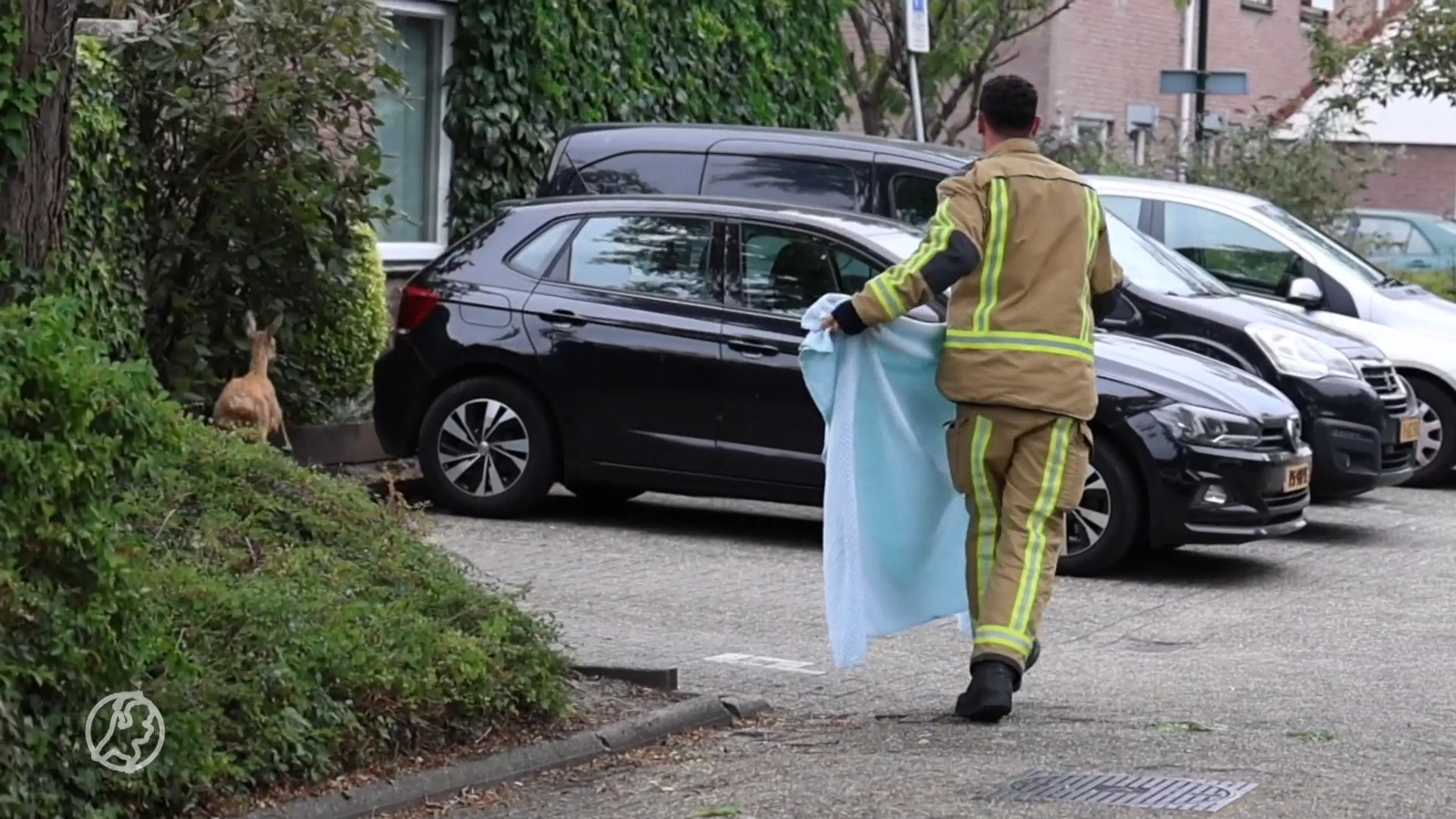 Verdwaalde ree rent door de straten van Leidschendam