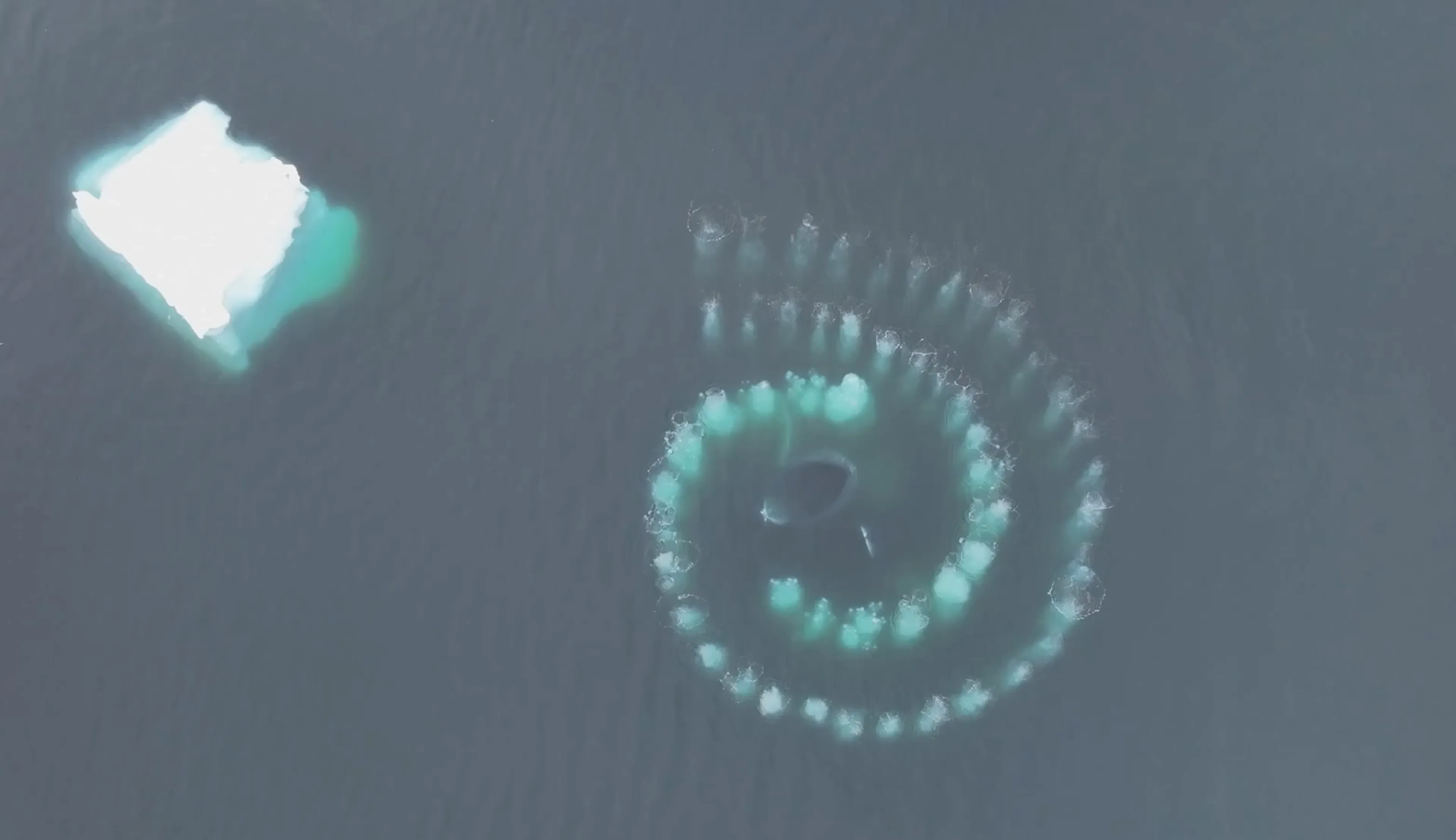 ZIEN: Nederlander legt bijzonder natuurfenomeen vast bij Antarctica