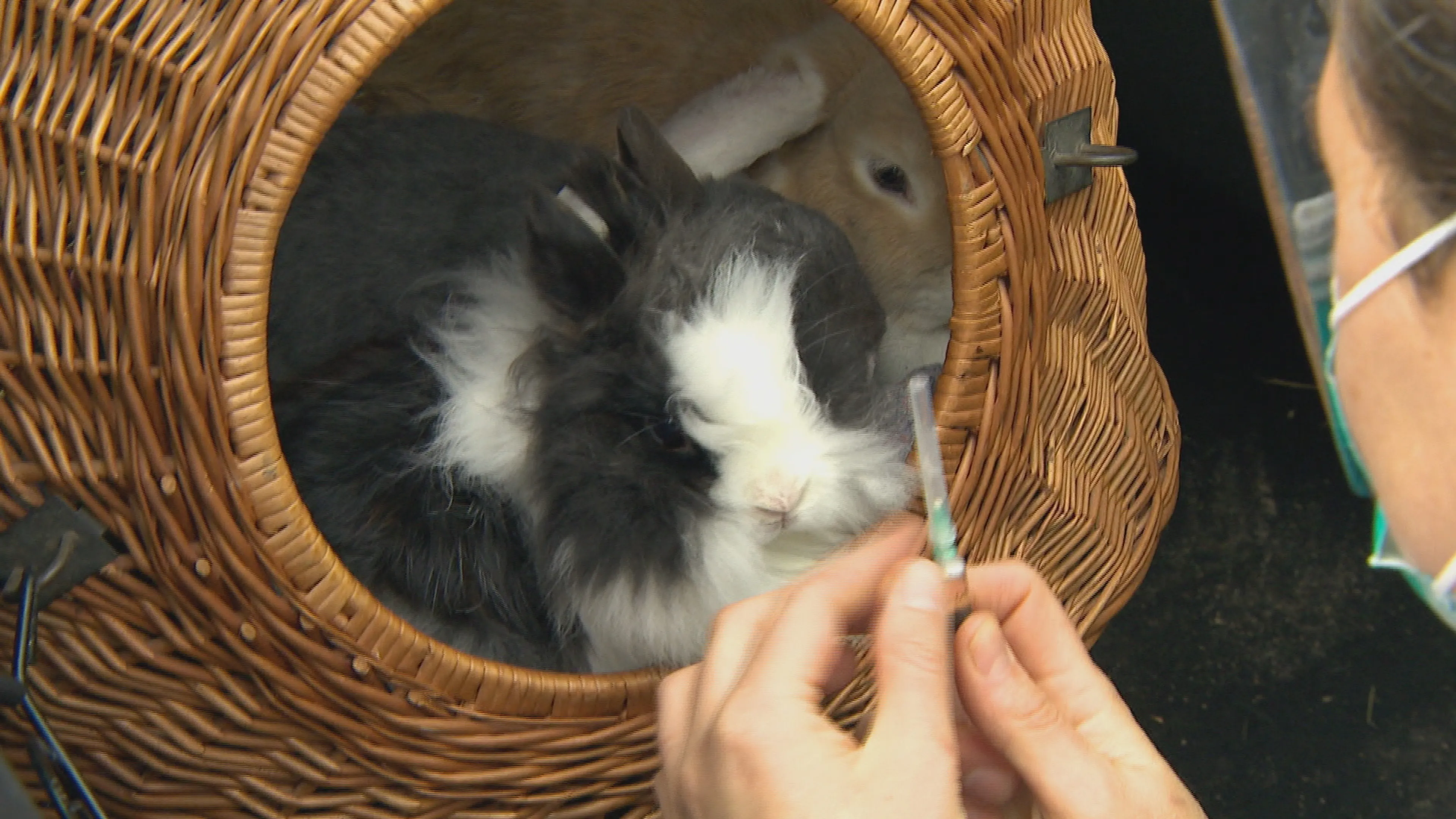 Konijnen blijven gezond in coronatijd dankzij de bunny drive-thru
