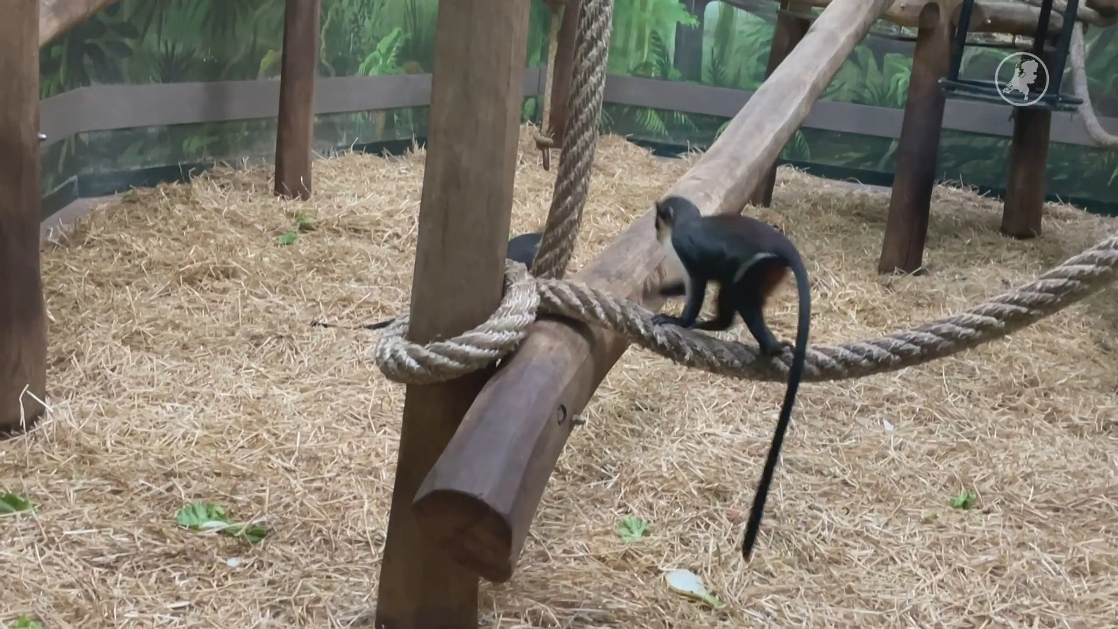 Nieuwe apensoort in Blijdorp, dianameerkatten, voelt zich al thuis