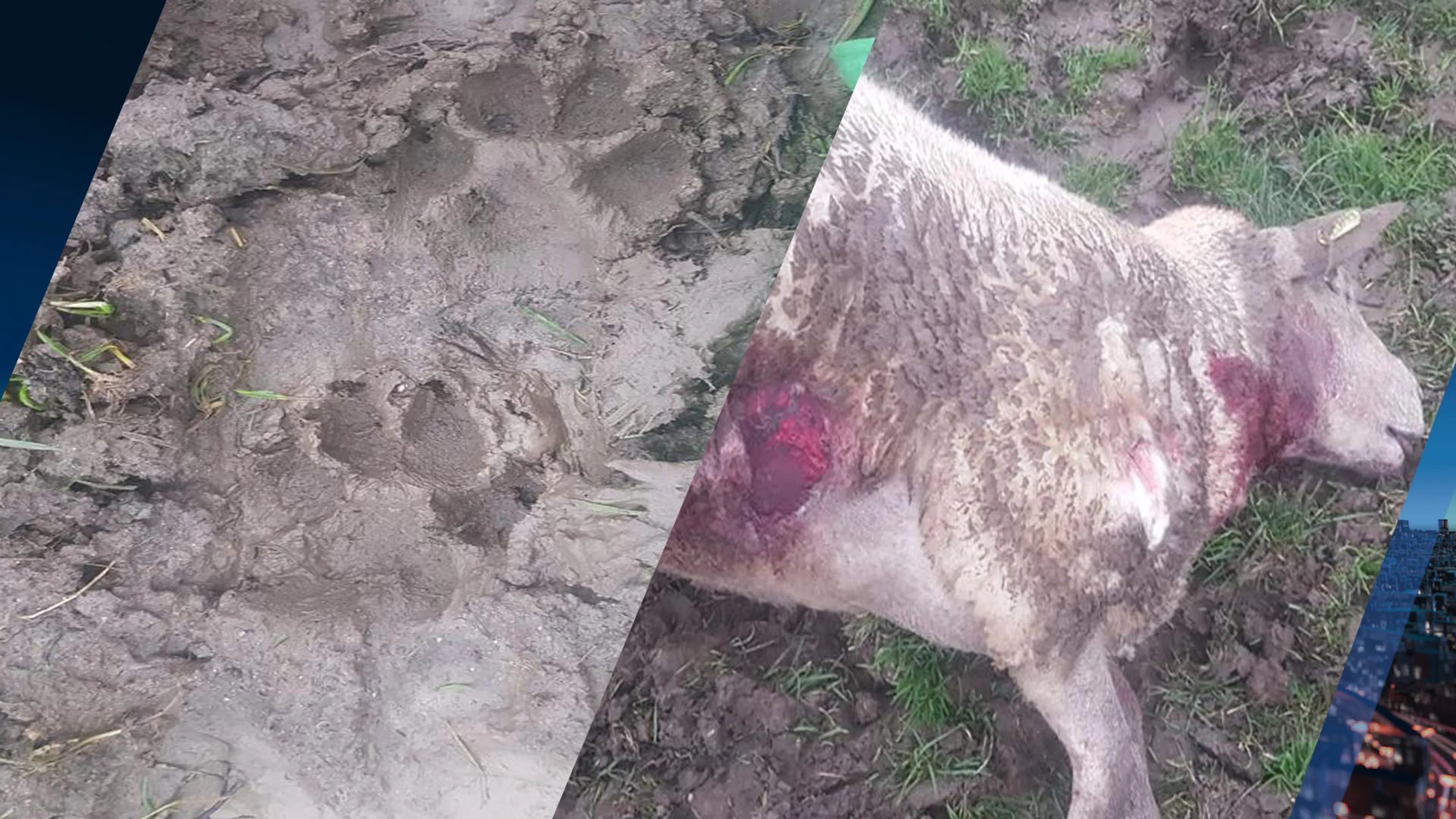 Gelderse schapenboer treft bloedbad aan na aanval wolf: 'Mijn kinderen blijven binnen'