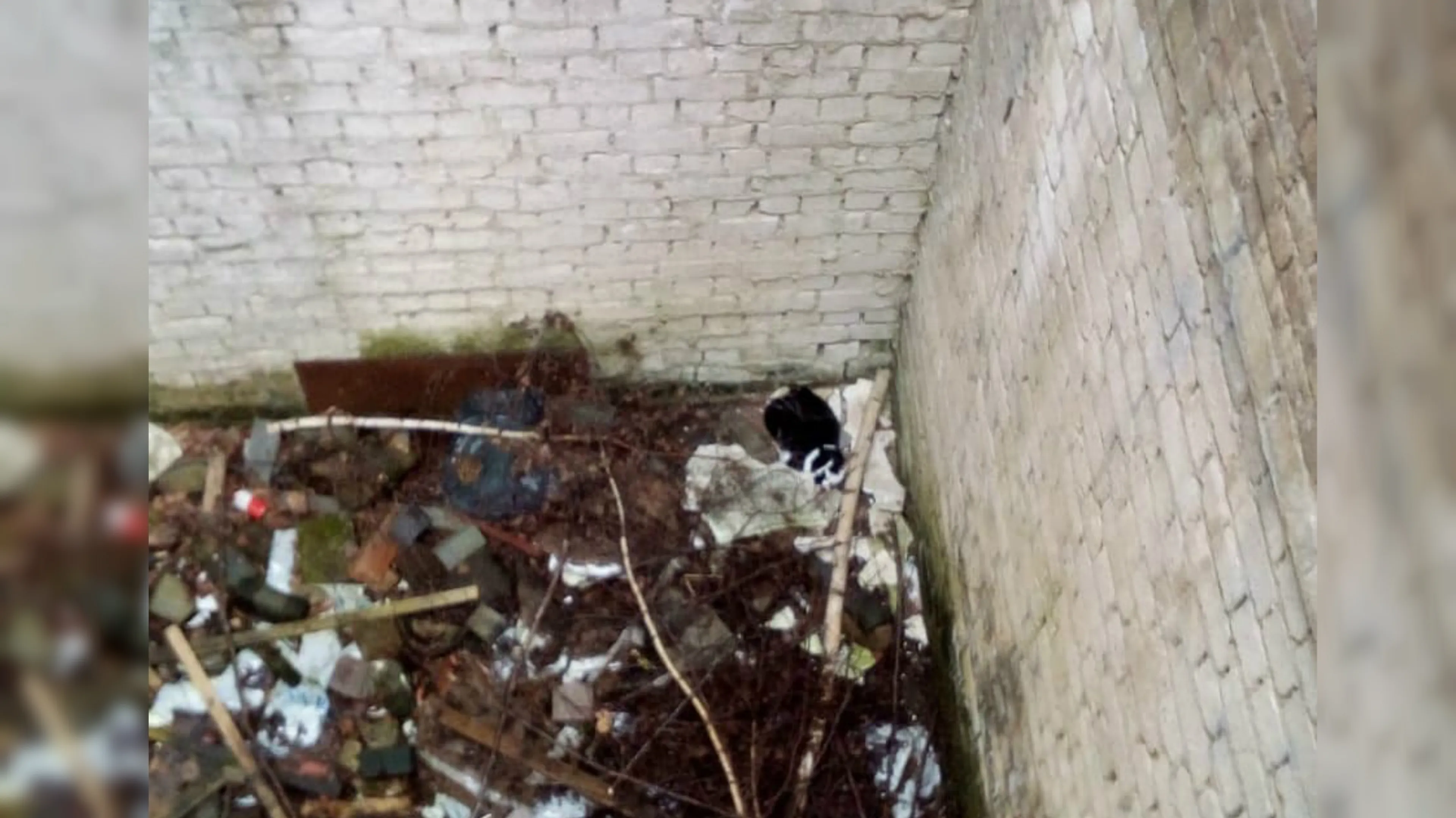 Jongens redden vermiste kat uit diepe put, Mimi is eindelijk terecht!