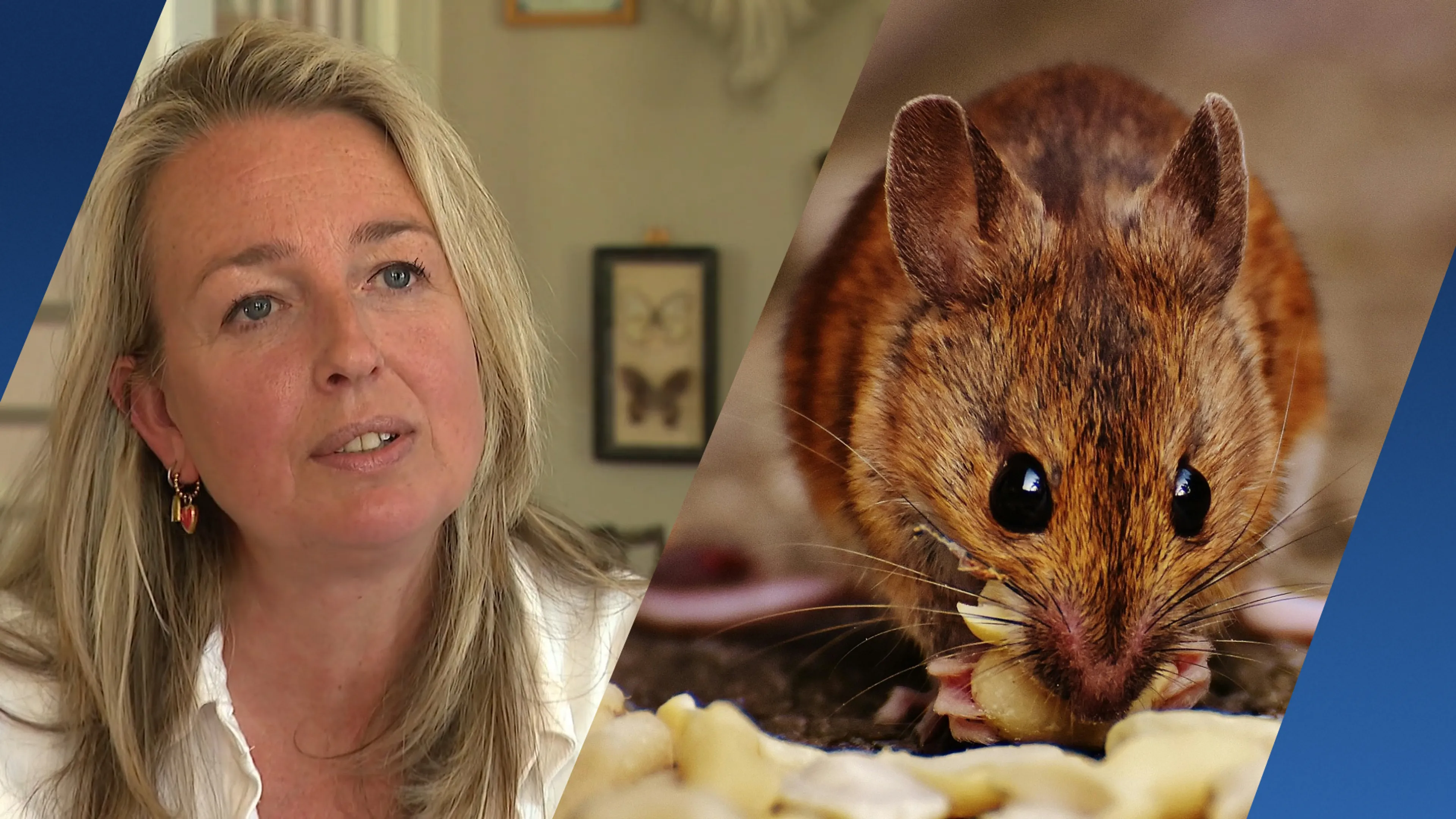 Lonneke liep hantavirus op door muizenkeutels: 'Mijn nieren vielen uit'
