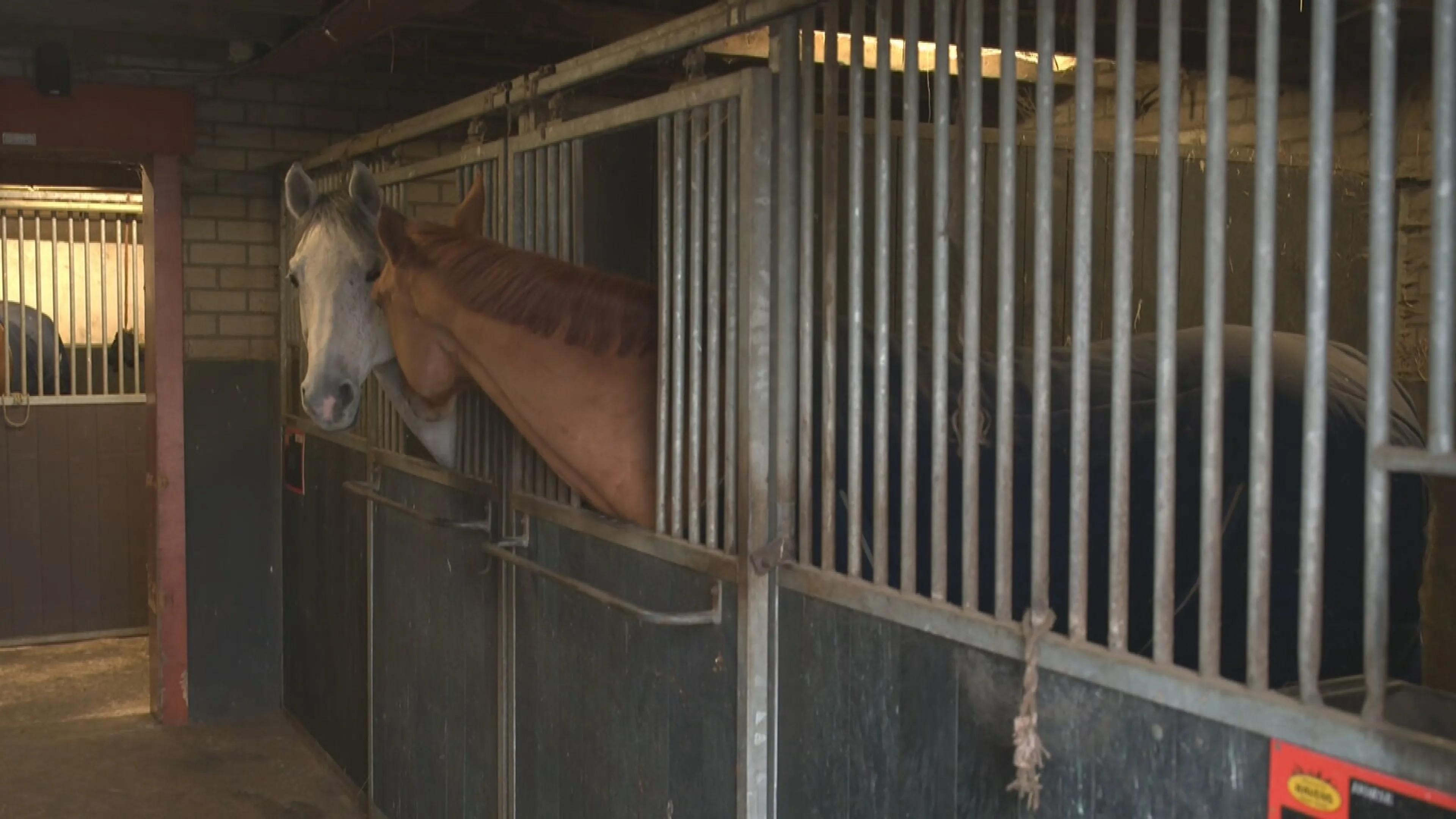 Na anonieme melding dreigt einde voor paardenbedrijf in Panningen