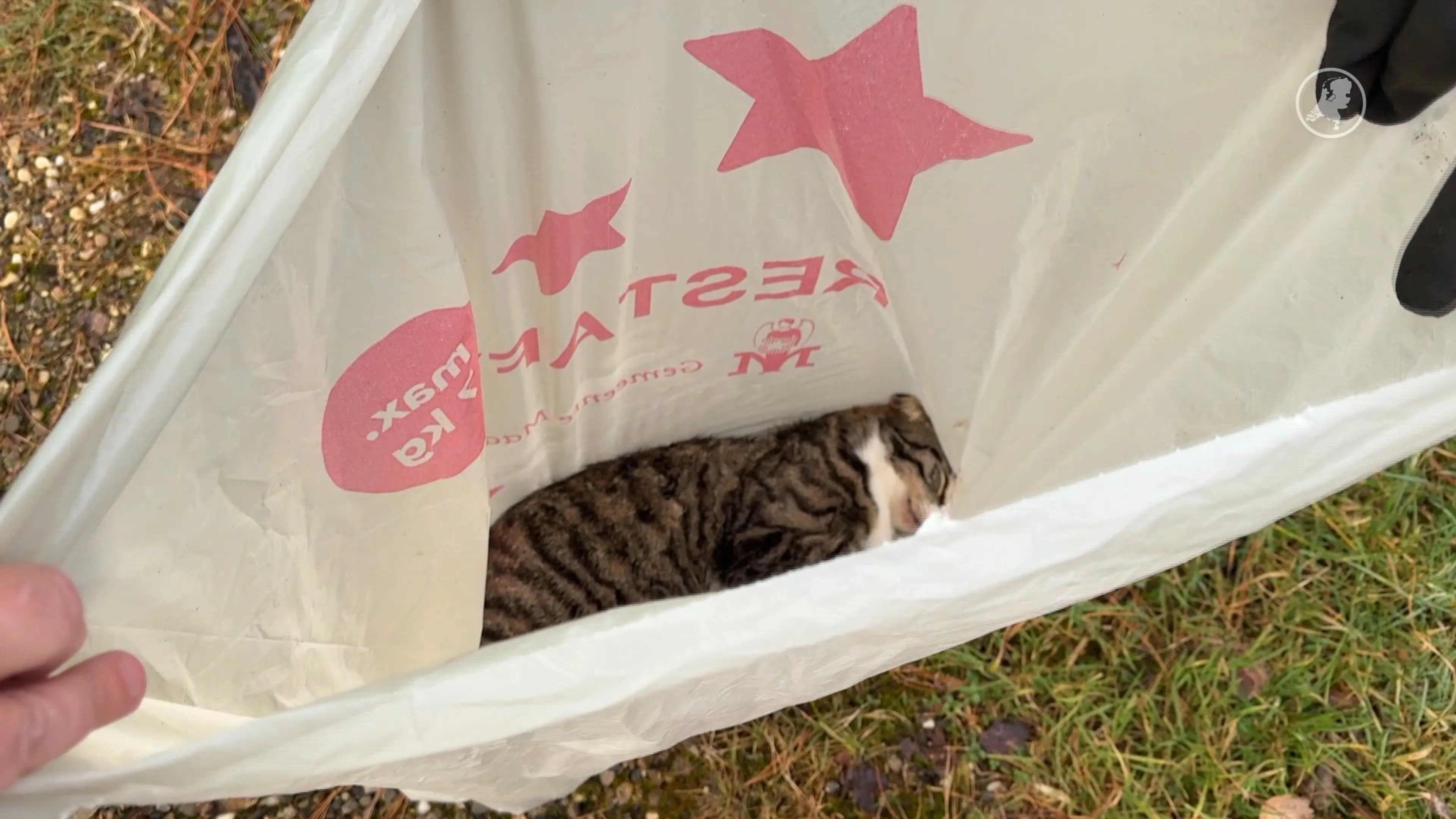Dode kat gevonden in restafvalzak in Maastricht
