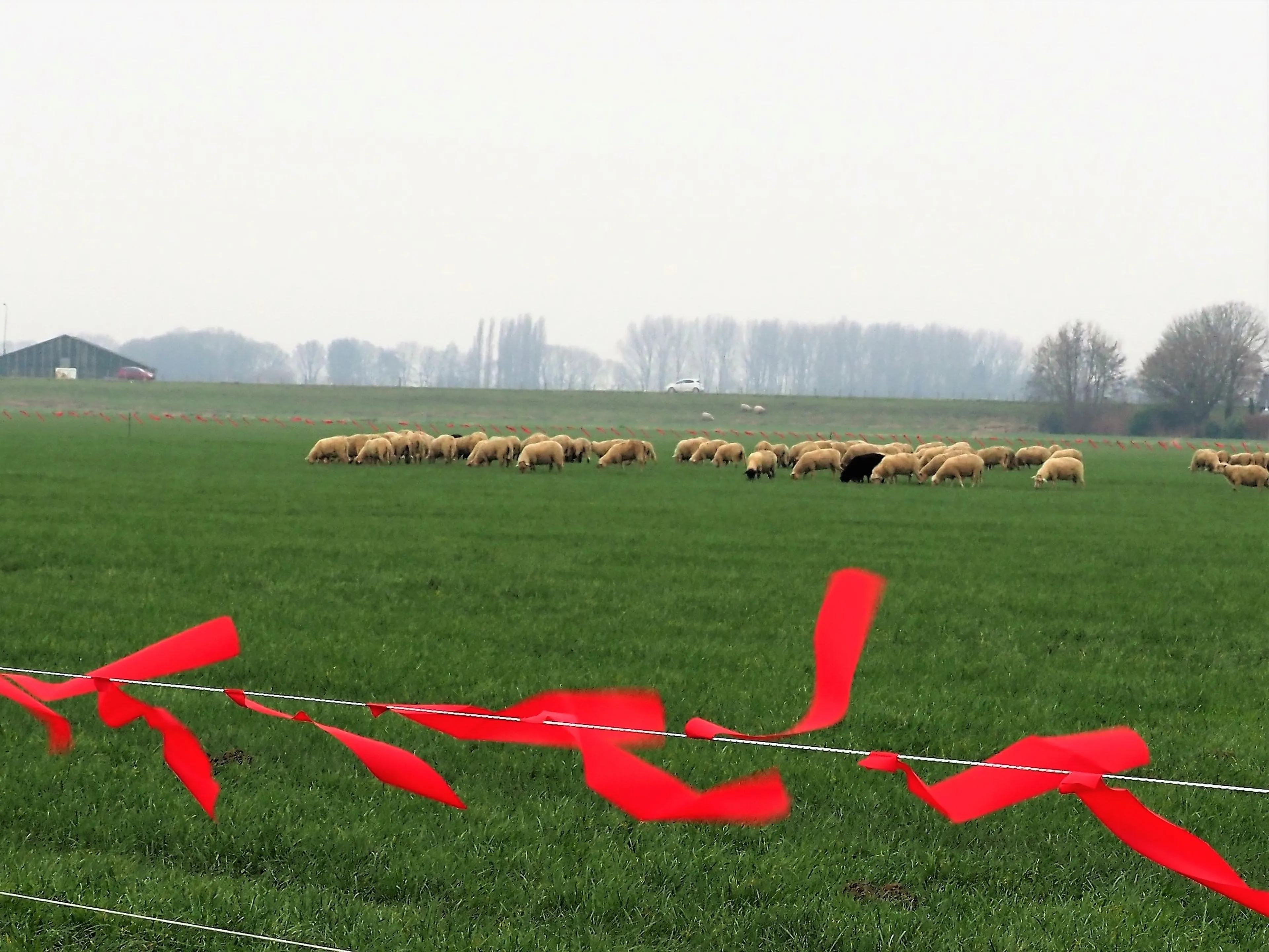 Zeeland en Brabant starten anti-wolvenproef met stroomdraad en linten