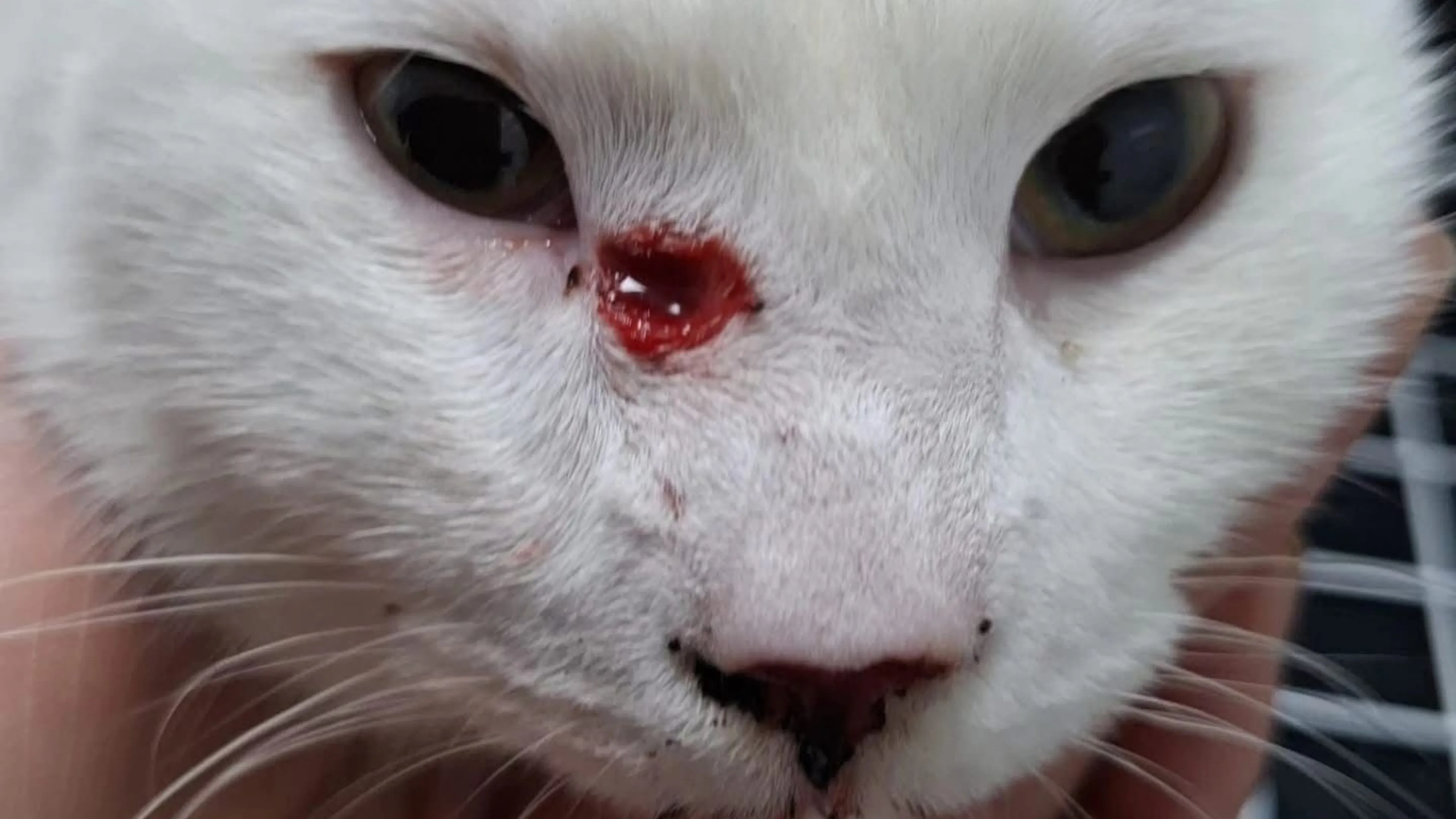 'Politie zoekt getuigen na nieuw incident met beschoten kat in Eindhoven'