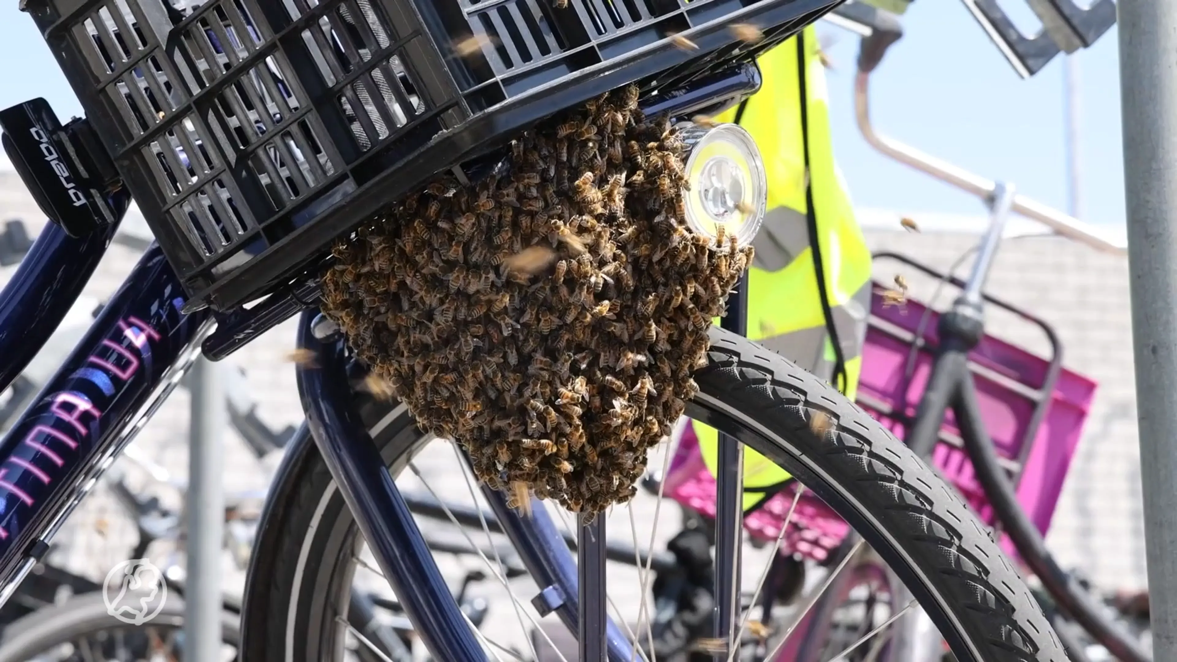 Het is weer raak: overlast door duizenden bijen op diverse plekken in Nederland