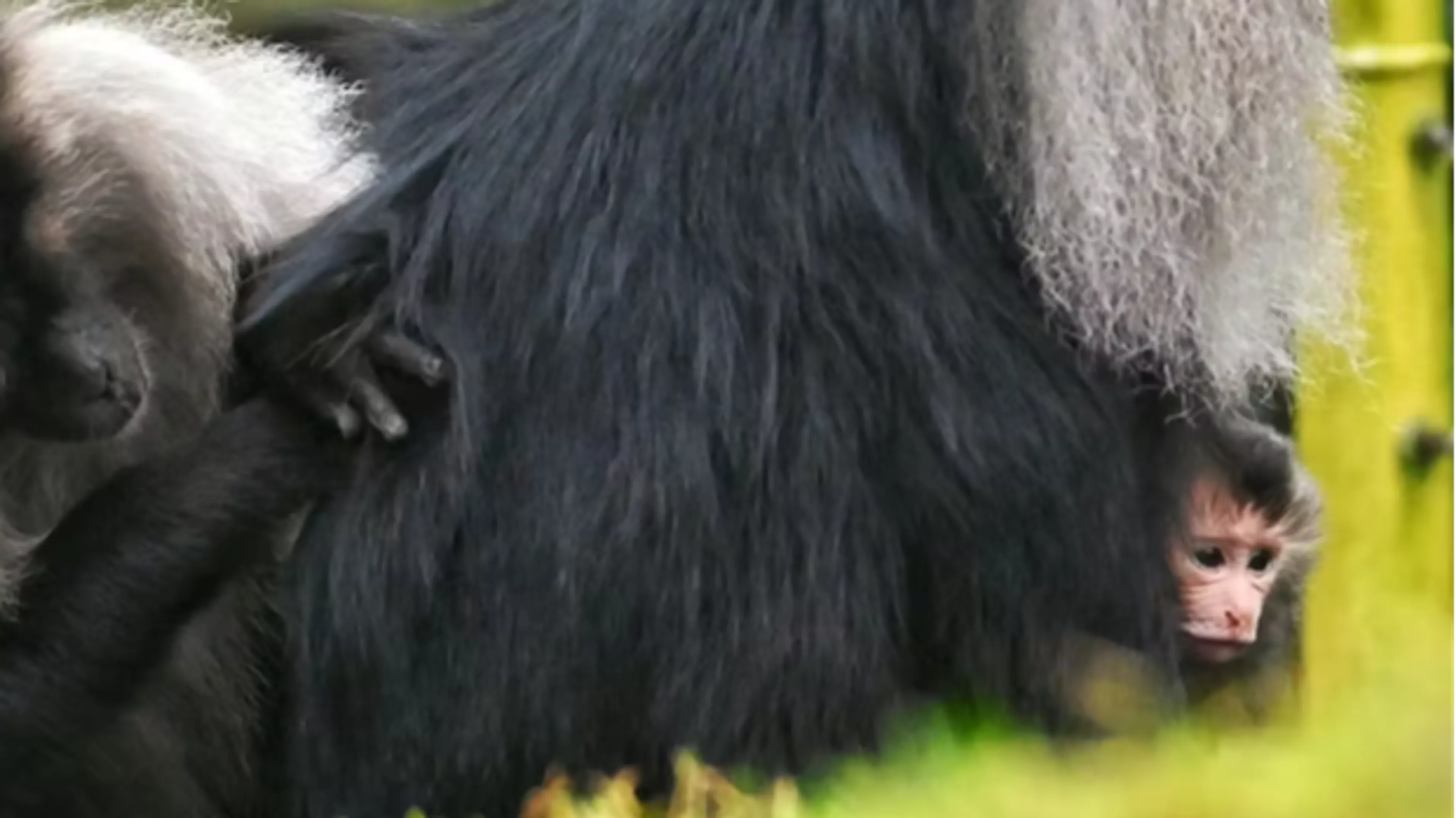 Baardaapje geboren in Diergaarde Blijdorp