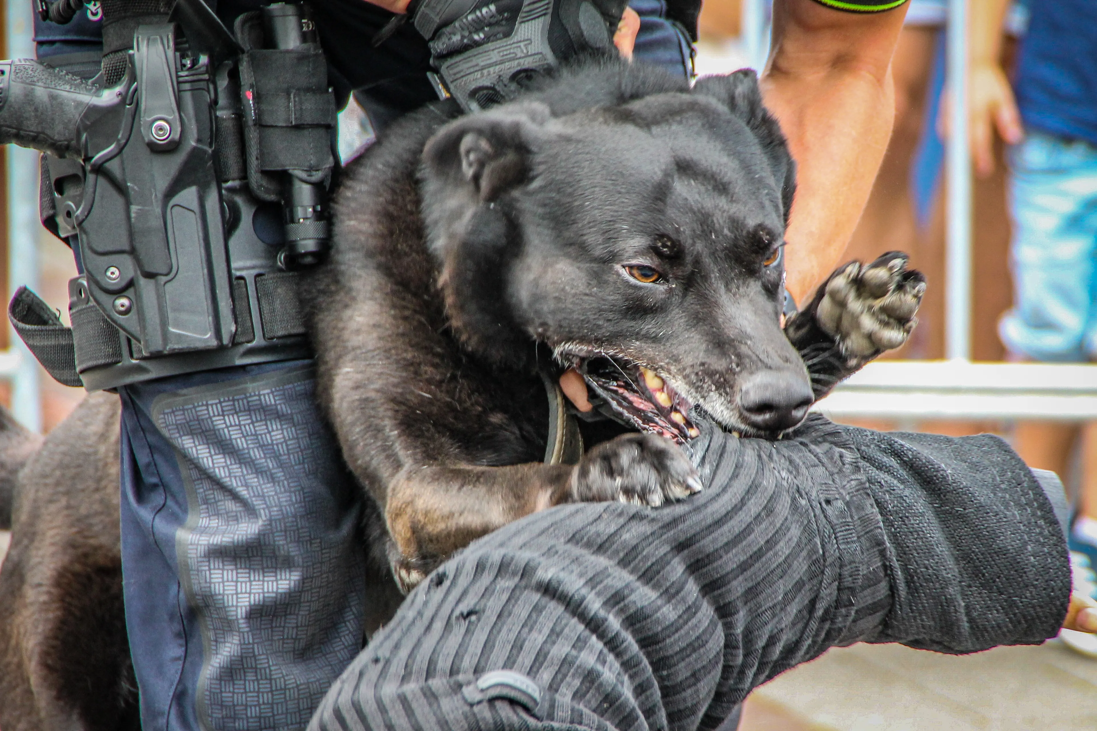 Politiehonden ingezet bij vechtpartij Goes, twee agenten gewond