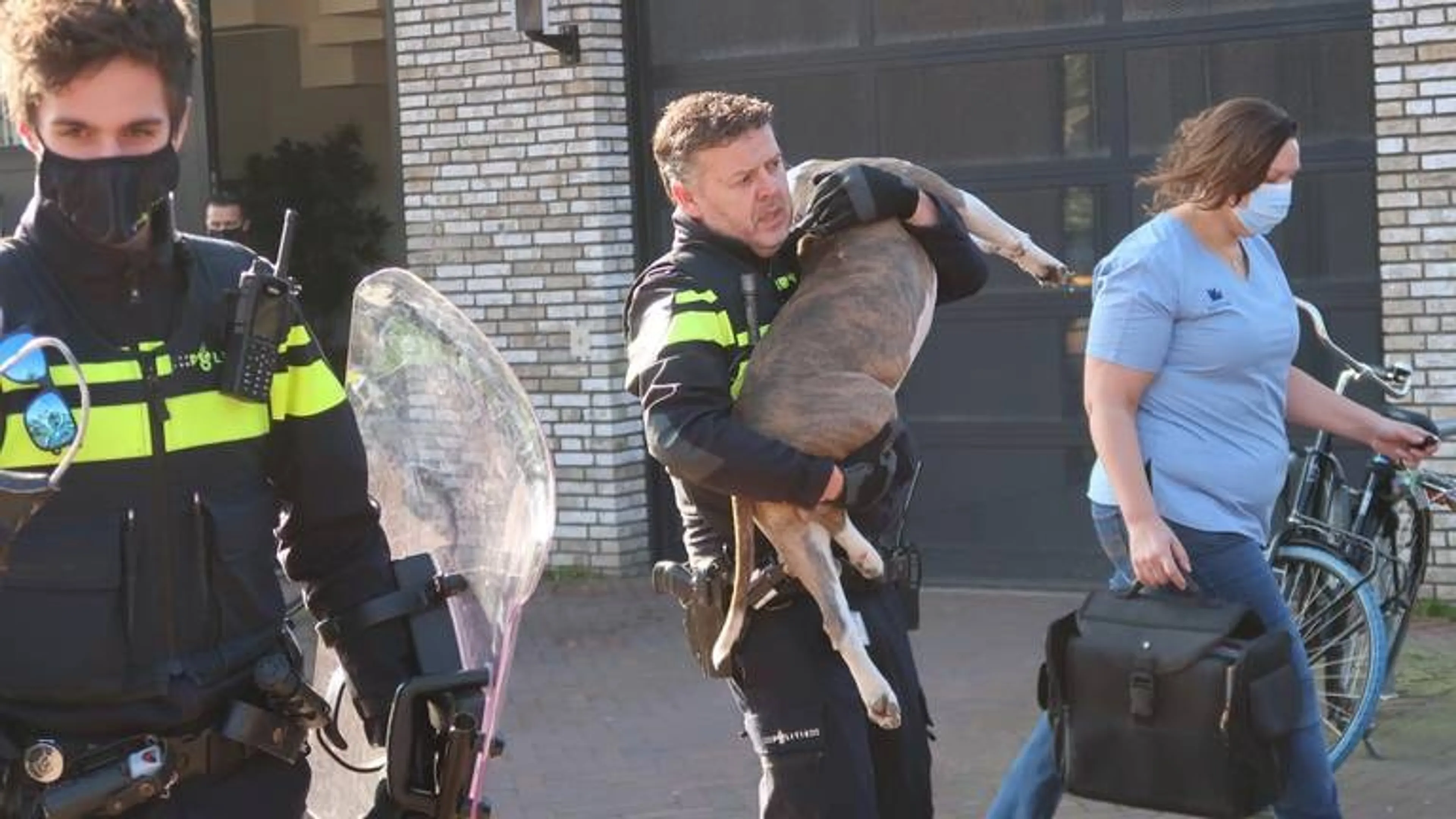 Agressieve hond ingeslapen na bijtincident in flatwoning Breda