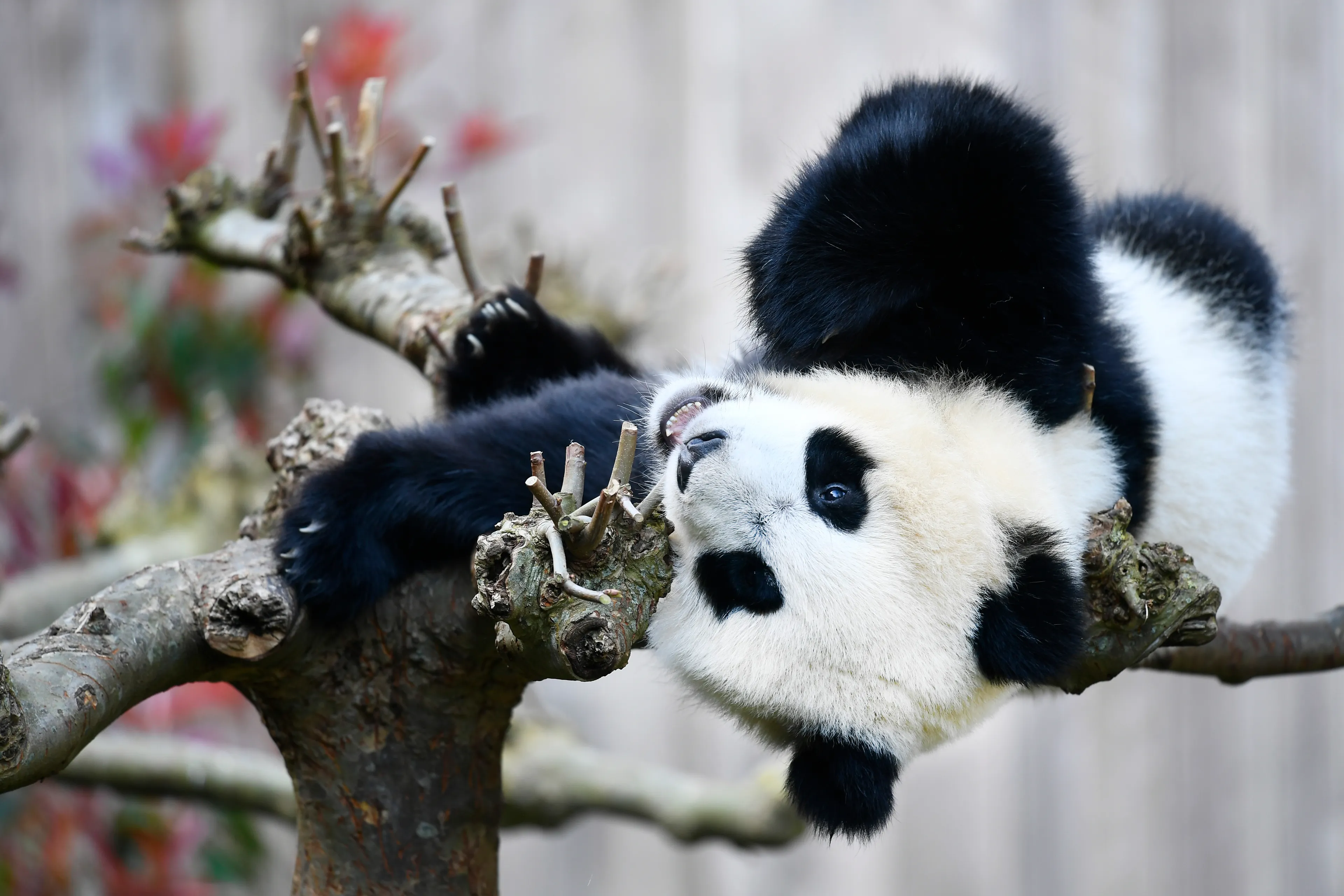 Nederlandse panda Fan Xing verhuist naar China: 'Even slikken'