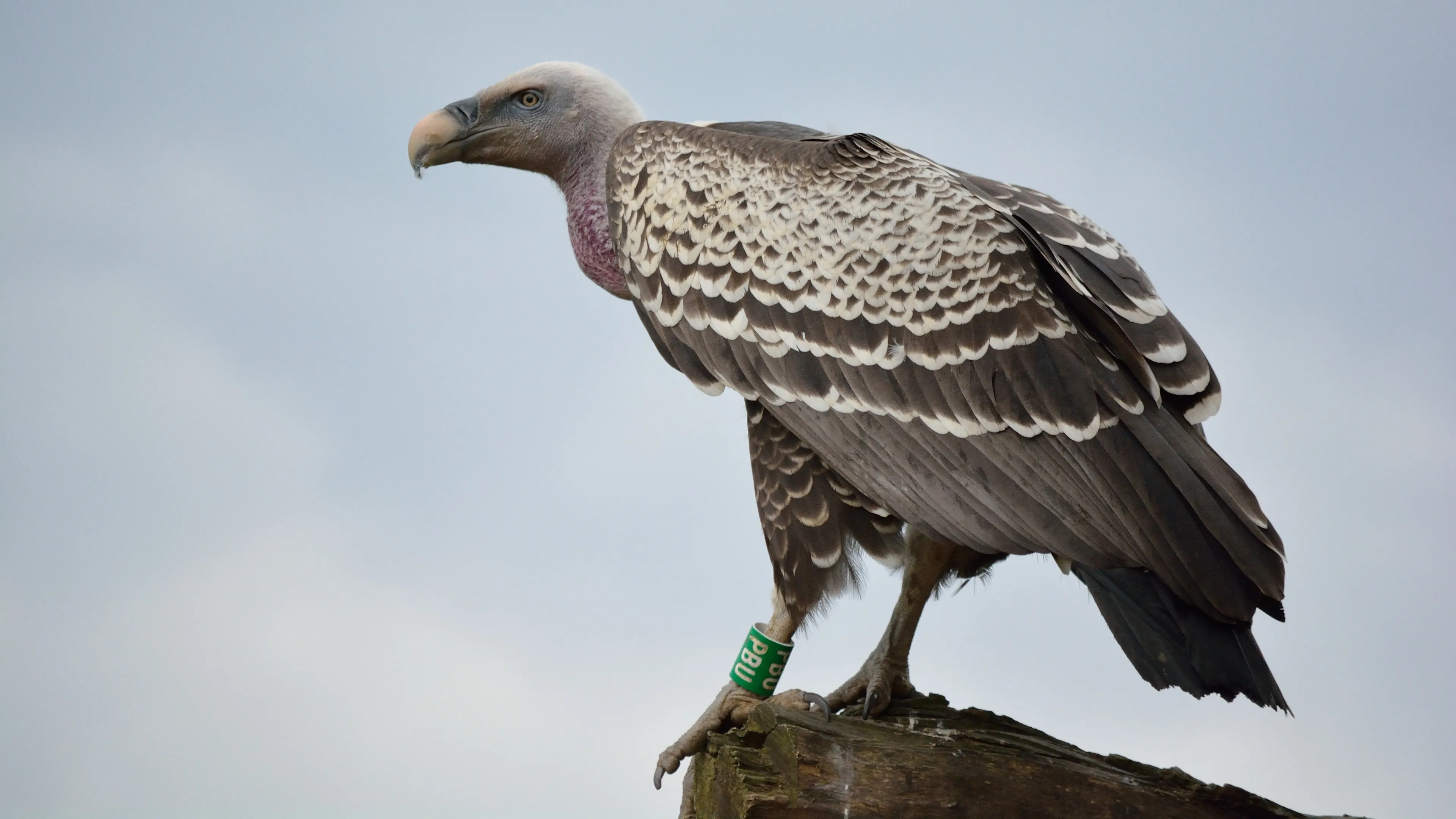 Gier ontsnapt uit Diergaarde Blijdorp in Rotterdam