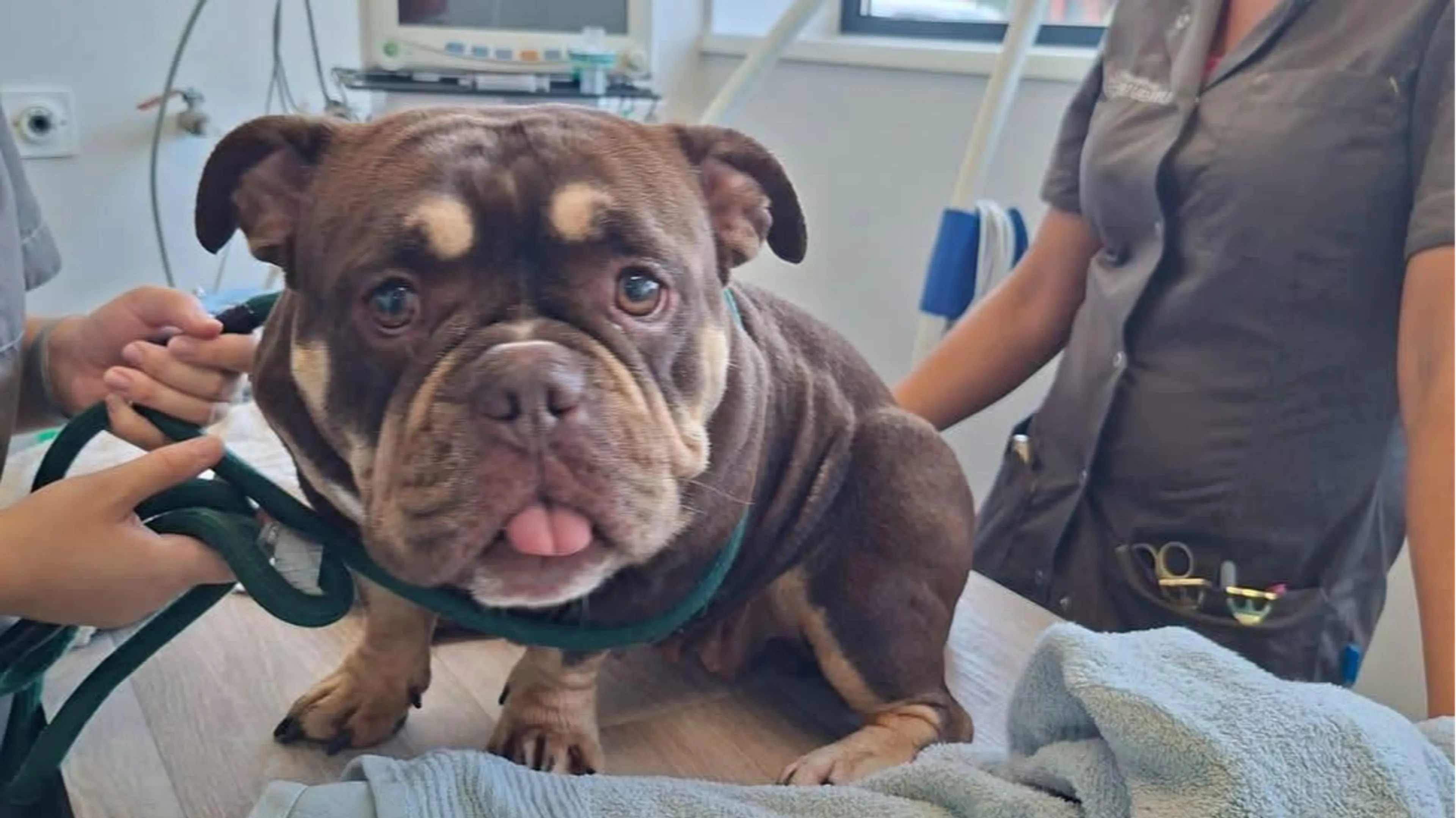 Hond gered uit bloedhete auto Groot Ammers, lichaamstemperatuur van 42 graden