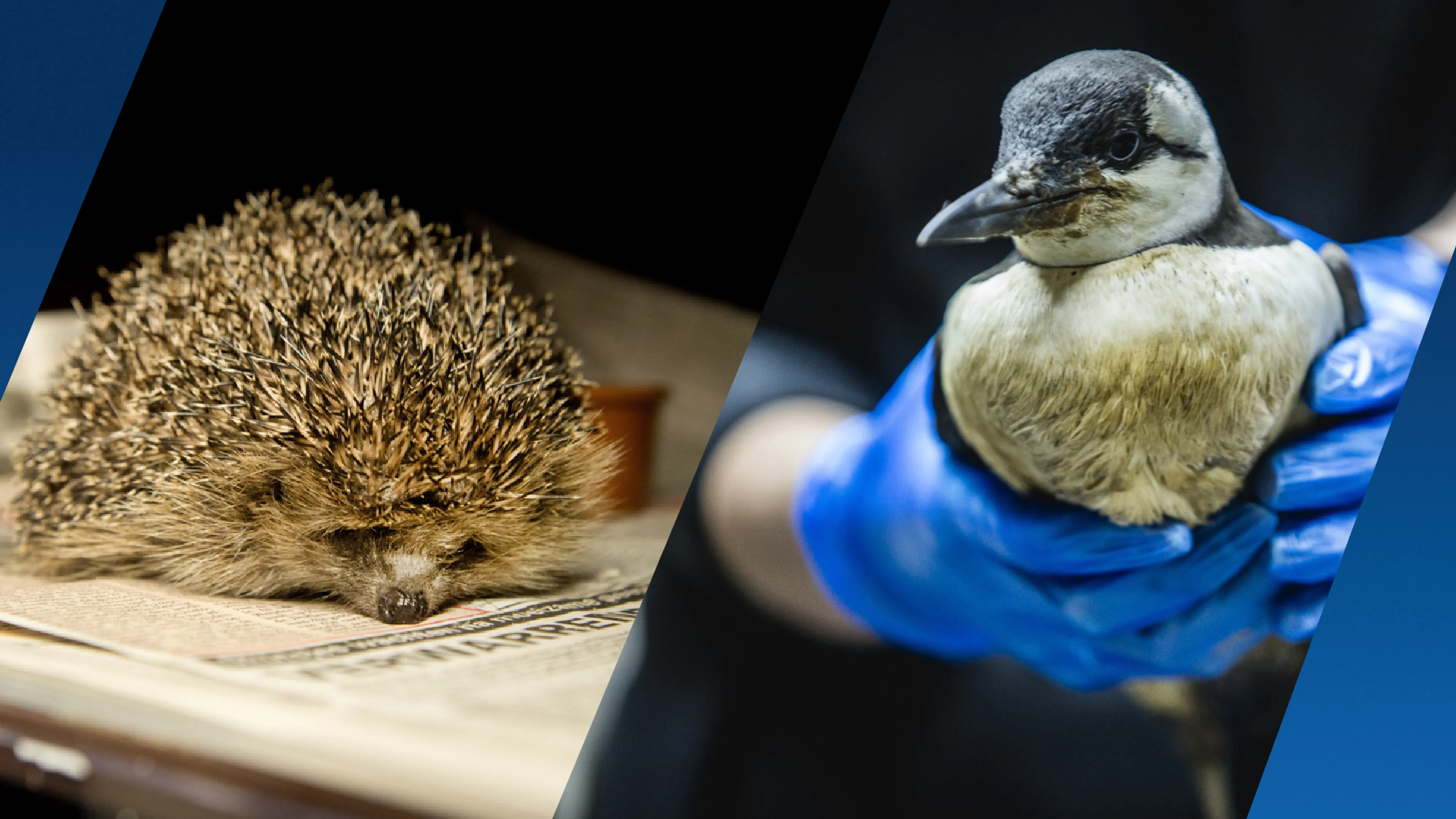 Jonge vogels en egels hebben het zwaar door hitte en aanhoudende droogte