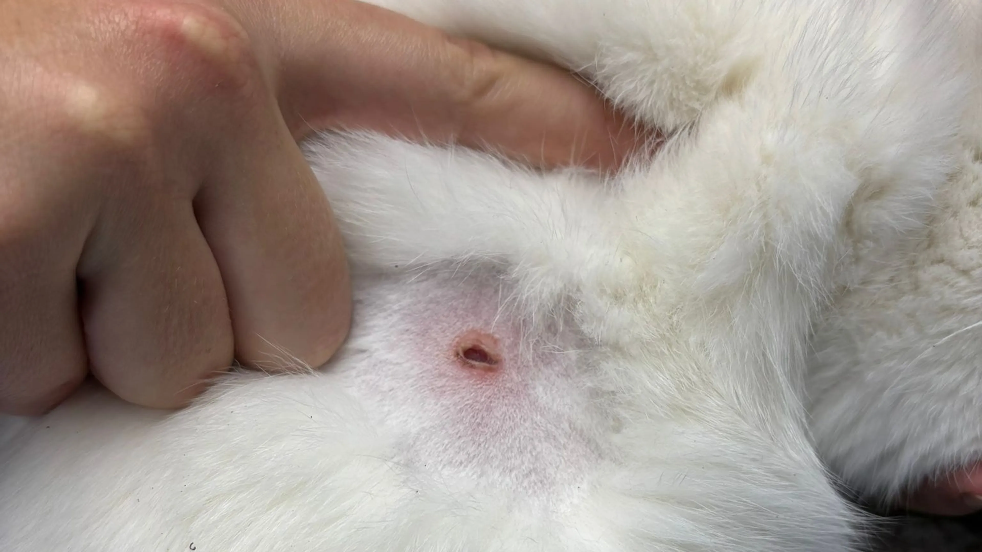 Katten hebben veel meer gezichtsuitdrukkingen dan gedacht