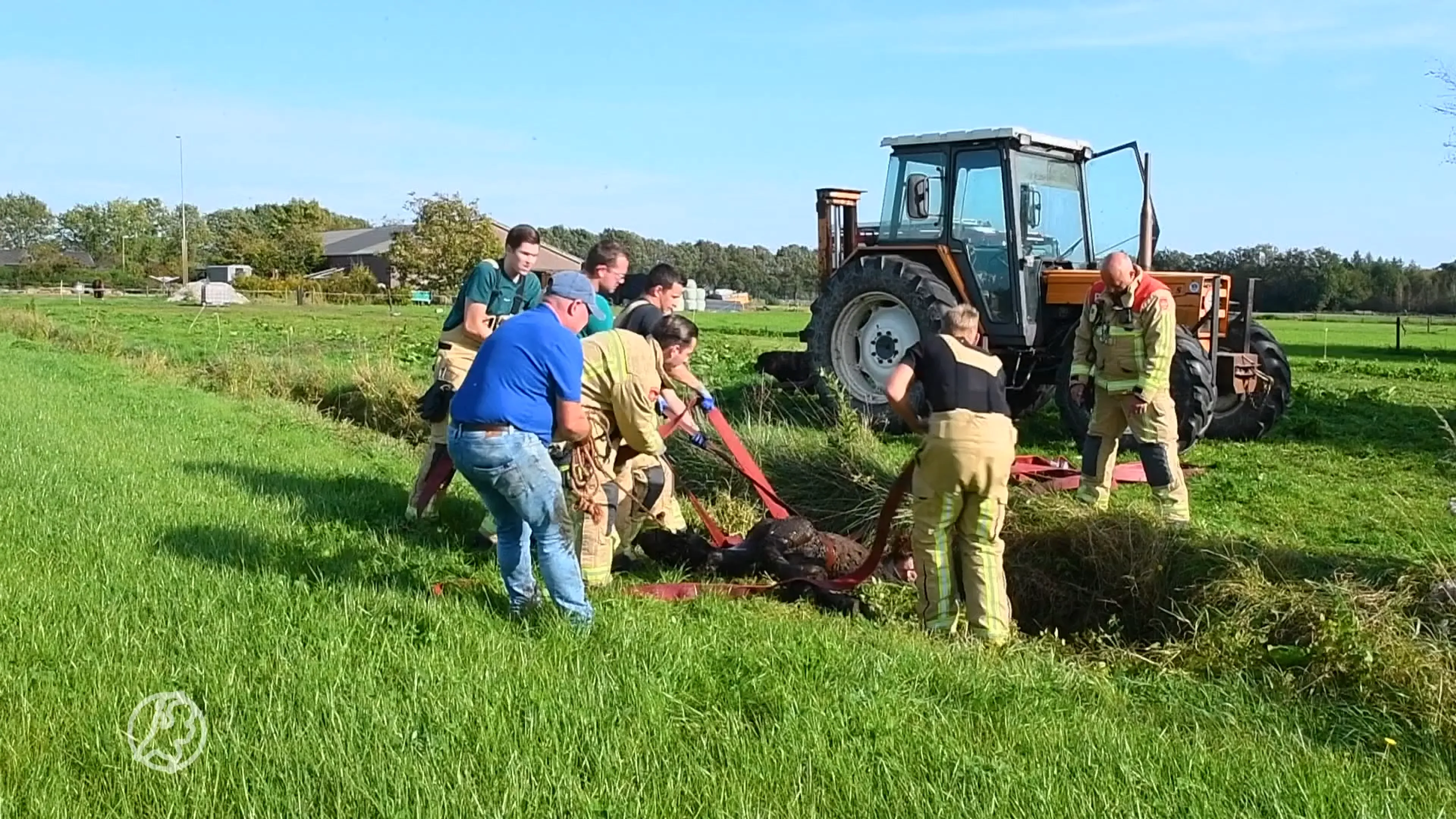 Gered veulen van drie maanden alsnog ingeslapen na val in sloot