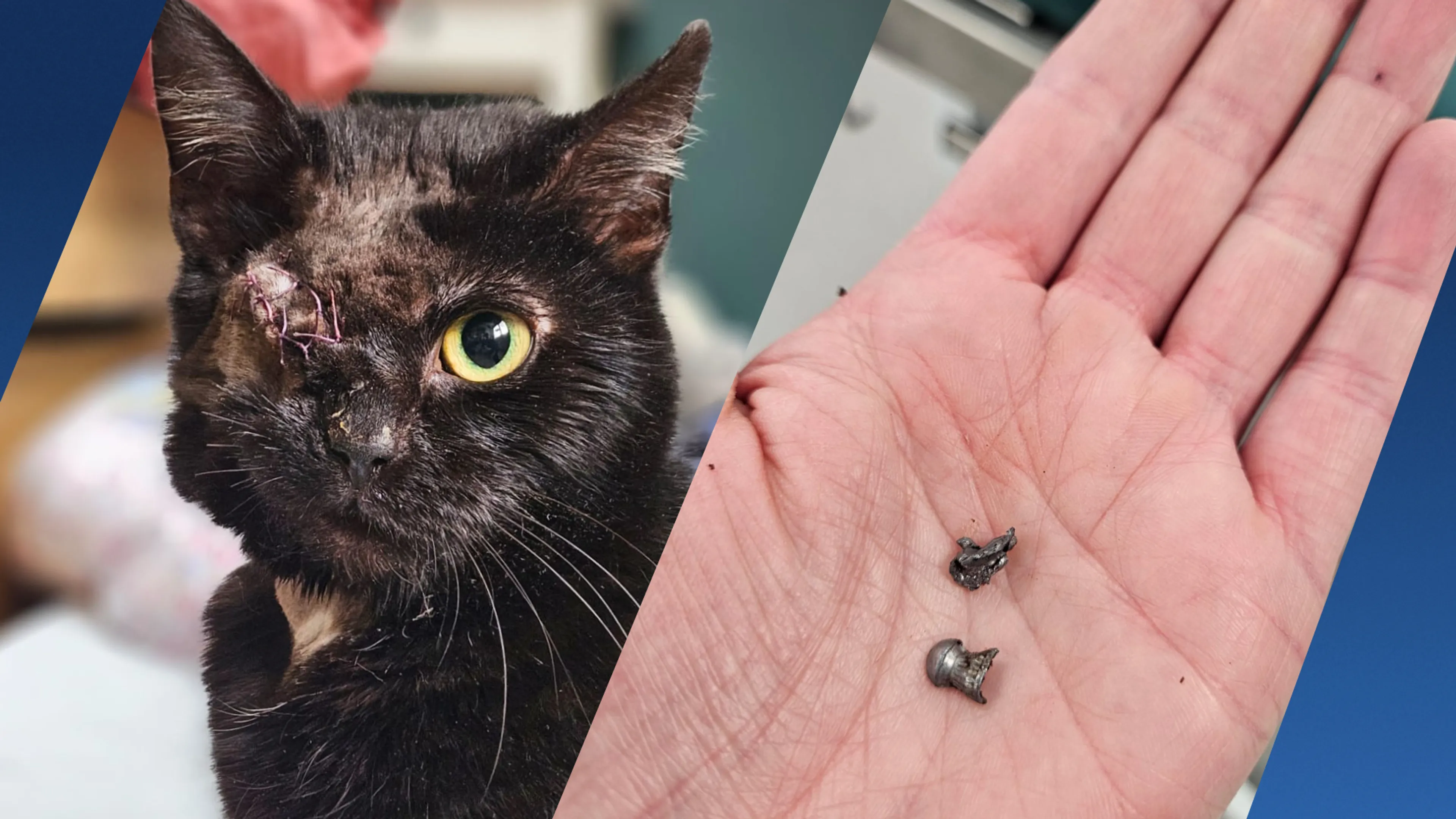 Dierenasiel nog altijd op zoek naar gouden mandje voor neergeschoten kat Bambi