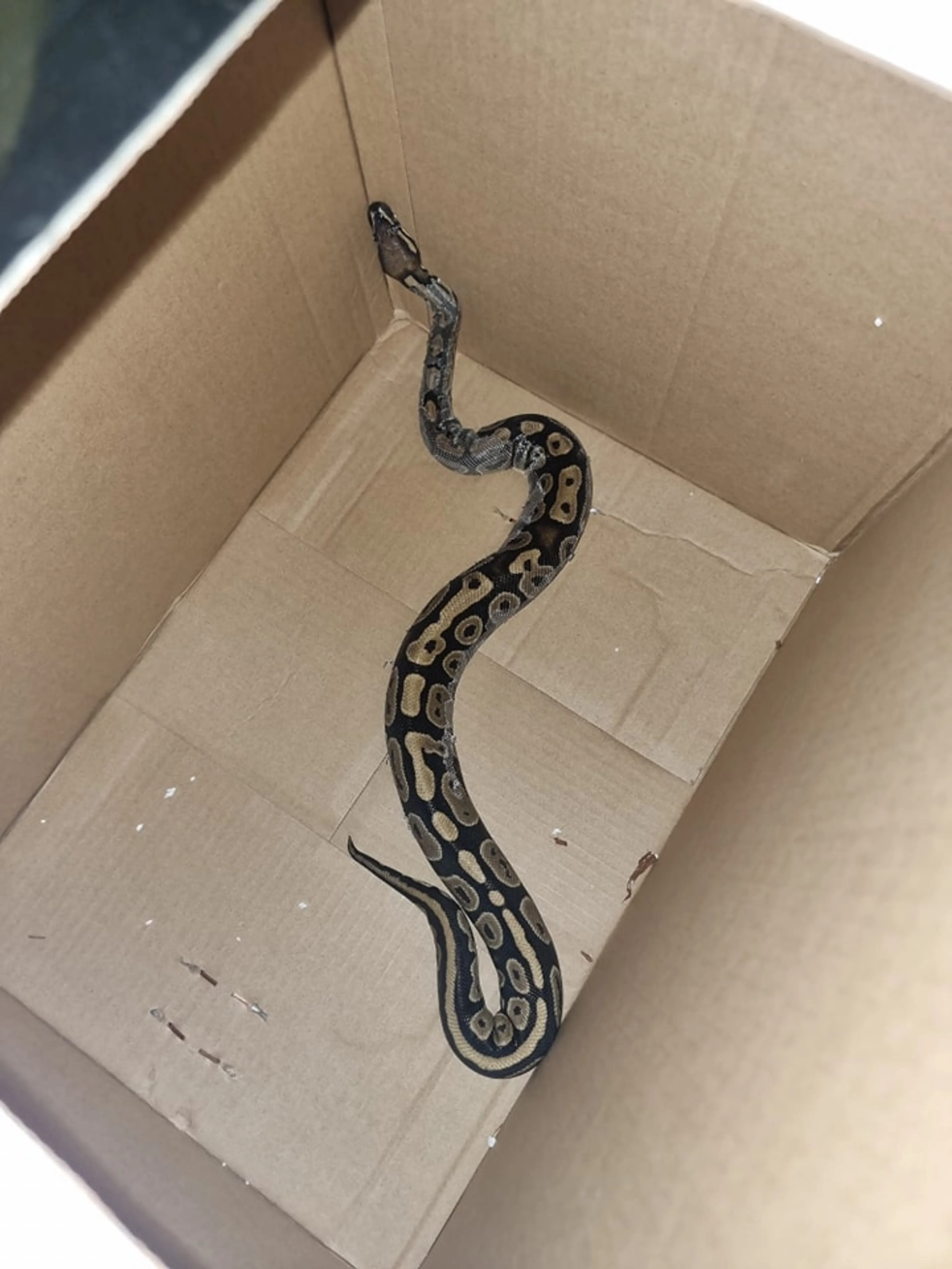 Bijzondere vondst tijdens opruimen: meterlange python ontdekt in woning Vlissingen