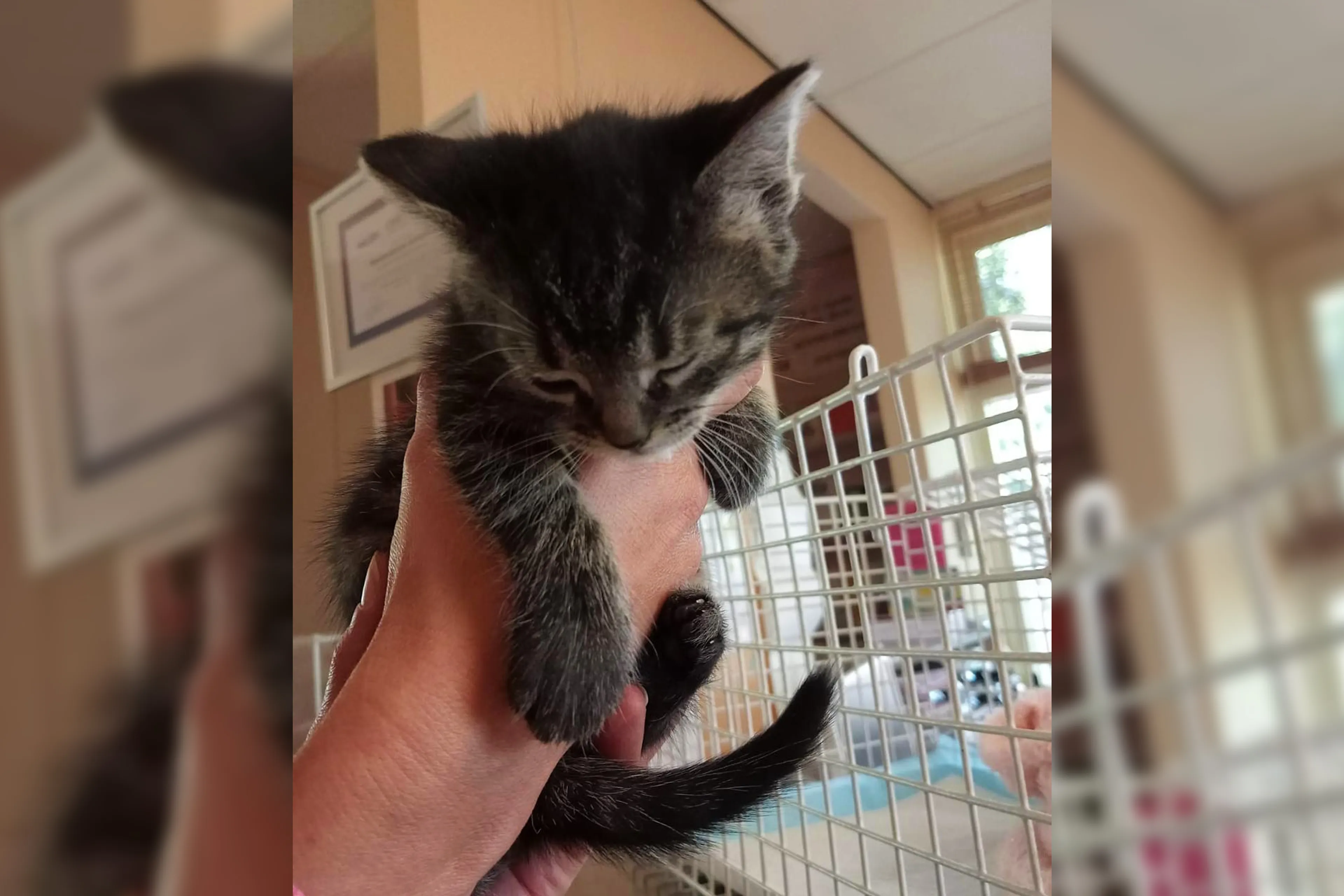 Geldzorgen door ringworminfectie: uitbraak bij katten in dierenasiel Terneuzen