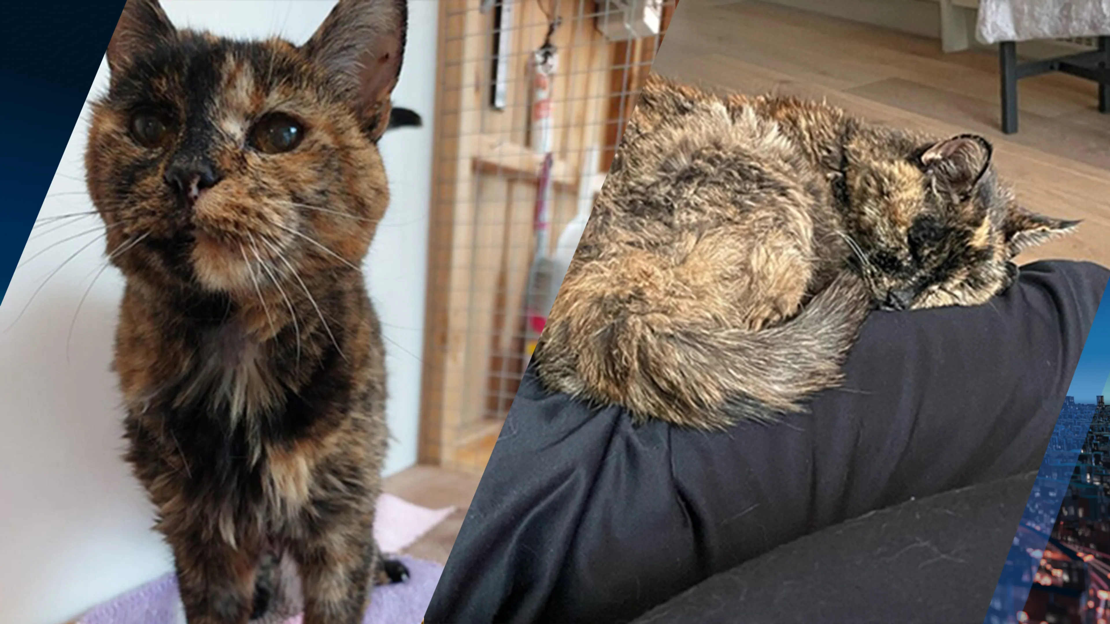 Flossie is de oudste kat ter wereld: 'Ik wist vanaf het begin dat het een speciale kat was'