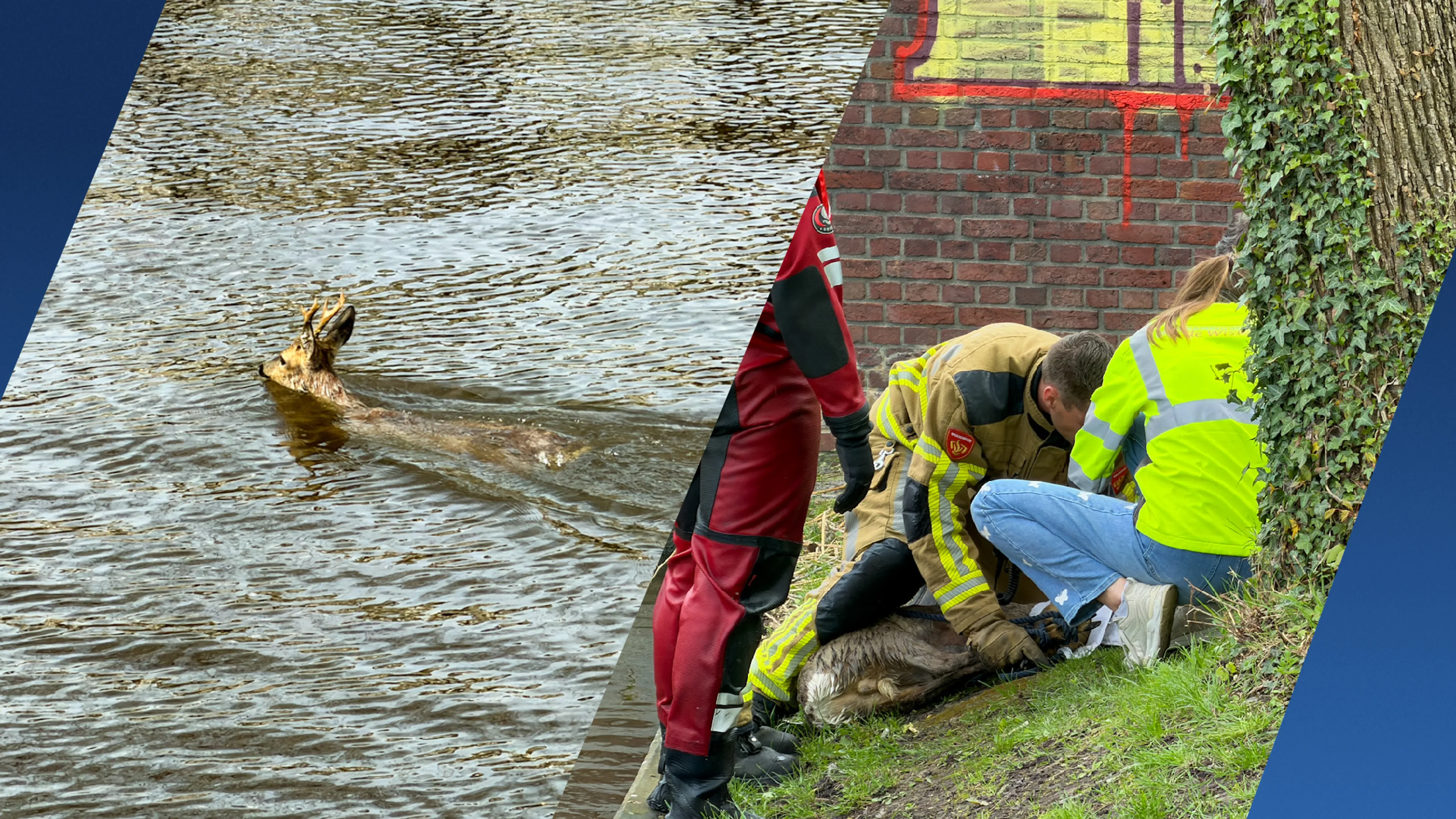Brandweer redt uitgeputte ree uit water in Leeuwarden