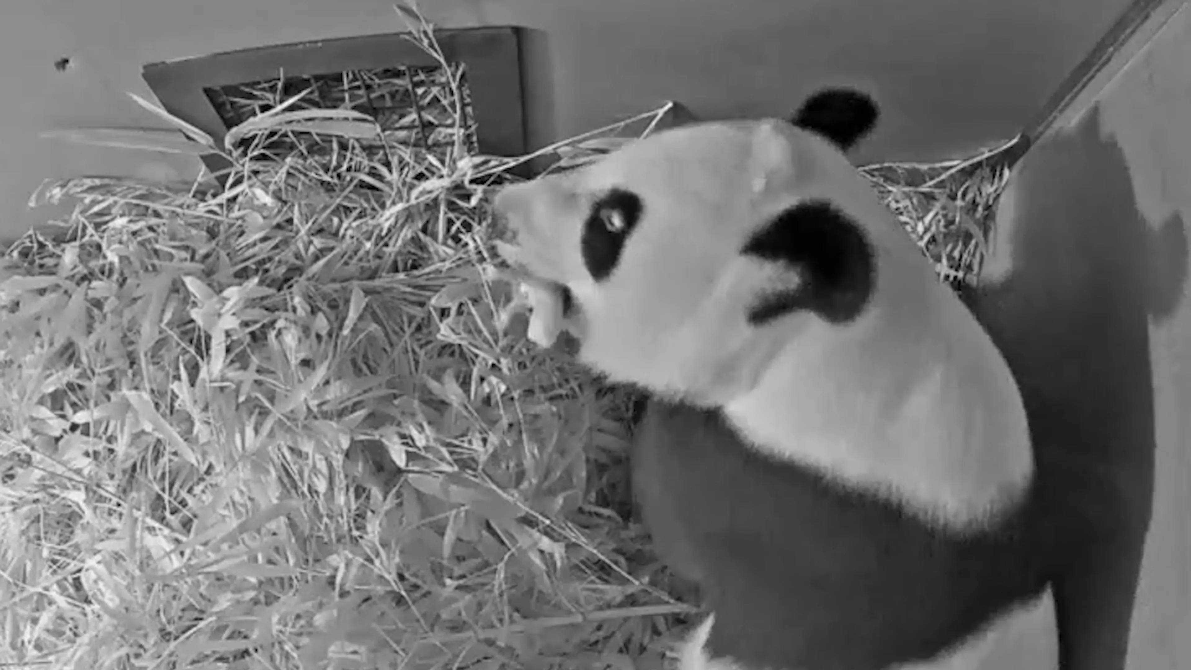 Babypanda Ouwehands Dierenpark heeft eindelijk een naam