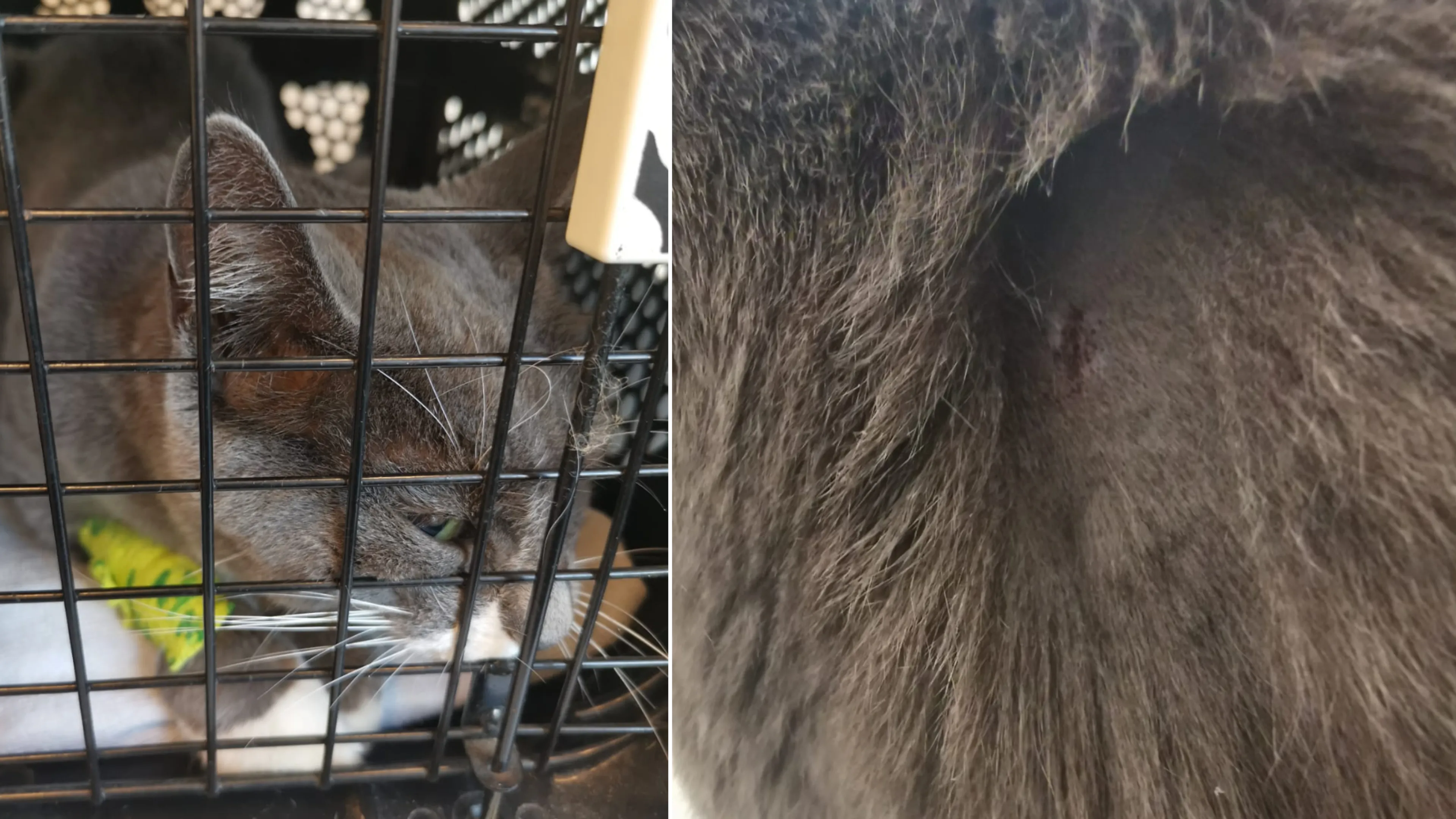 Beschoten kat Nola (7) aan de betere hand, maar herstel blijft onzeker