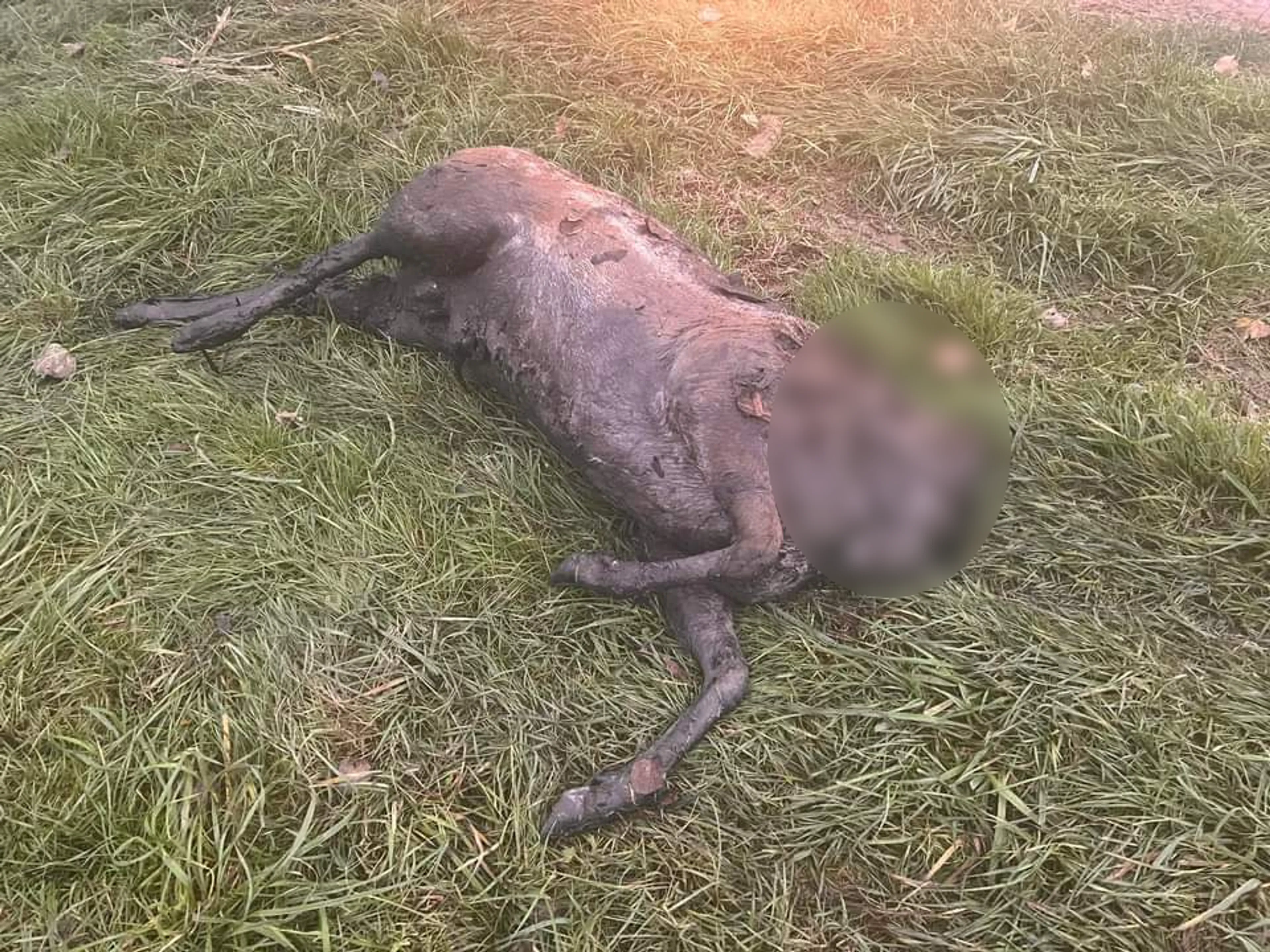 Onthoofd damhert gevonden in Hoeksche Waard: buurtbewoners woedend
