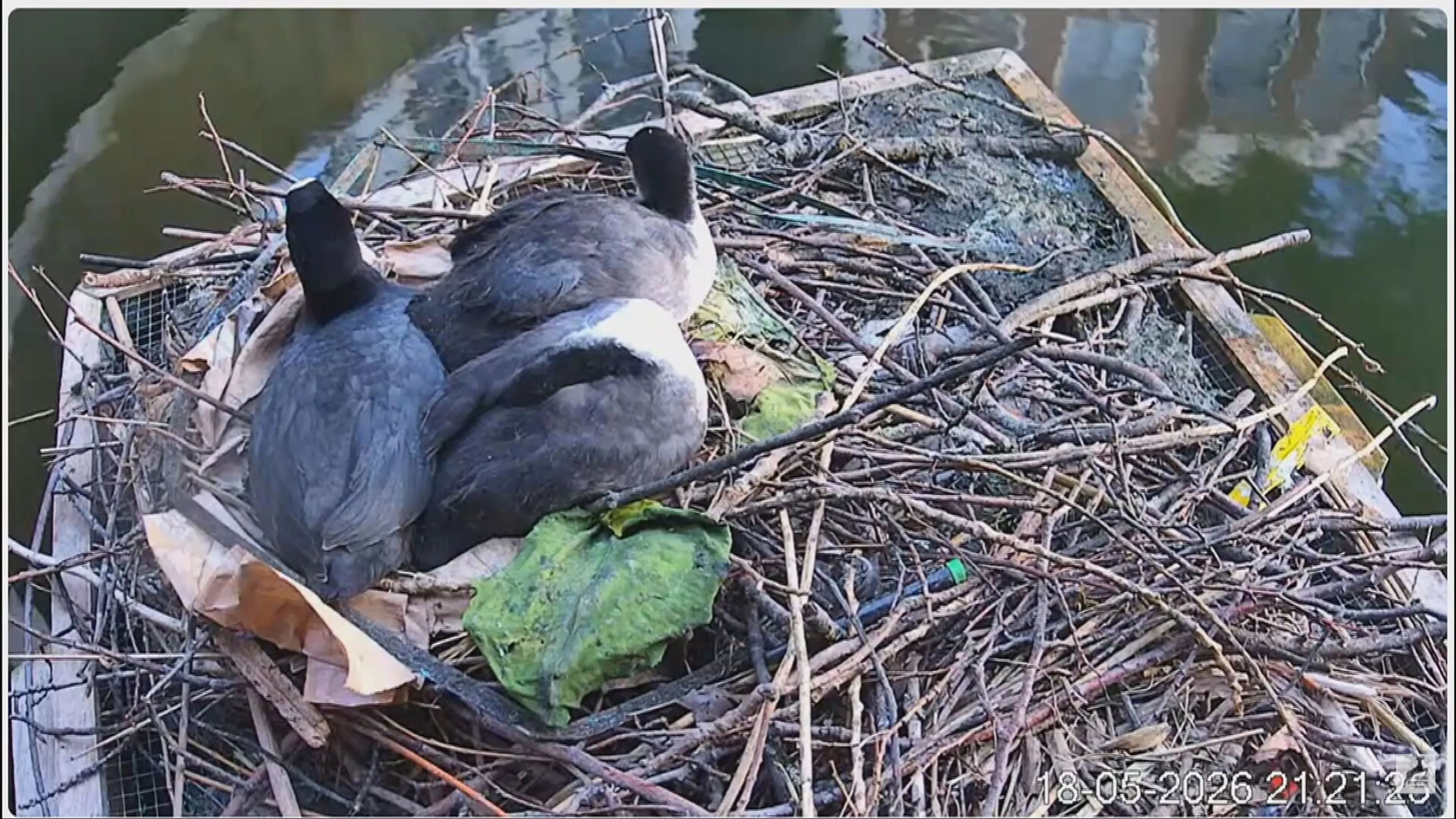 Drie meerkoetkuikens in Leiden bekogeld met bierflesje