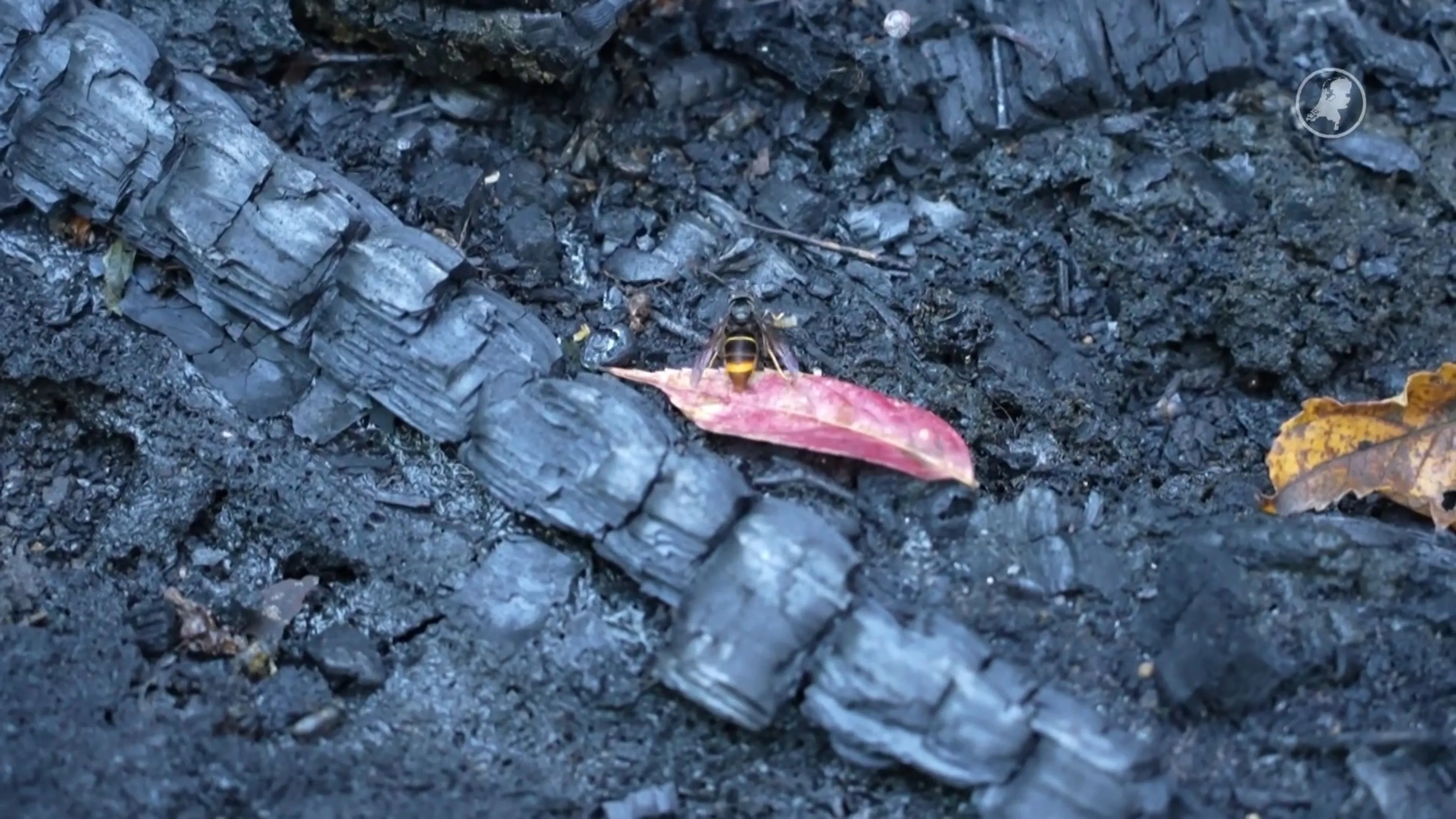 Half miljoen bijen dood door brand in Beatrixpark, politie gaat uit van brandstichting