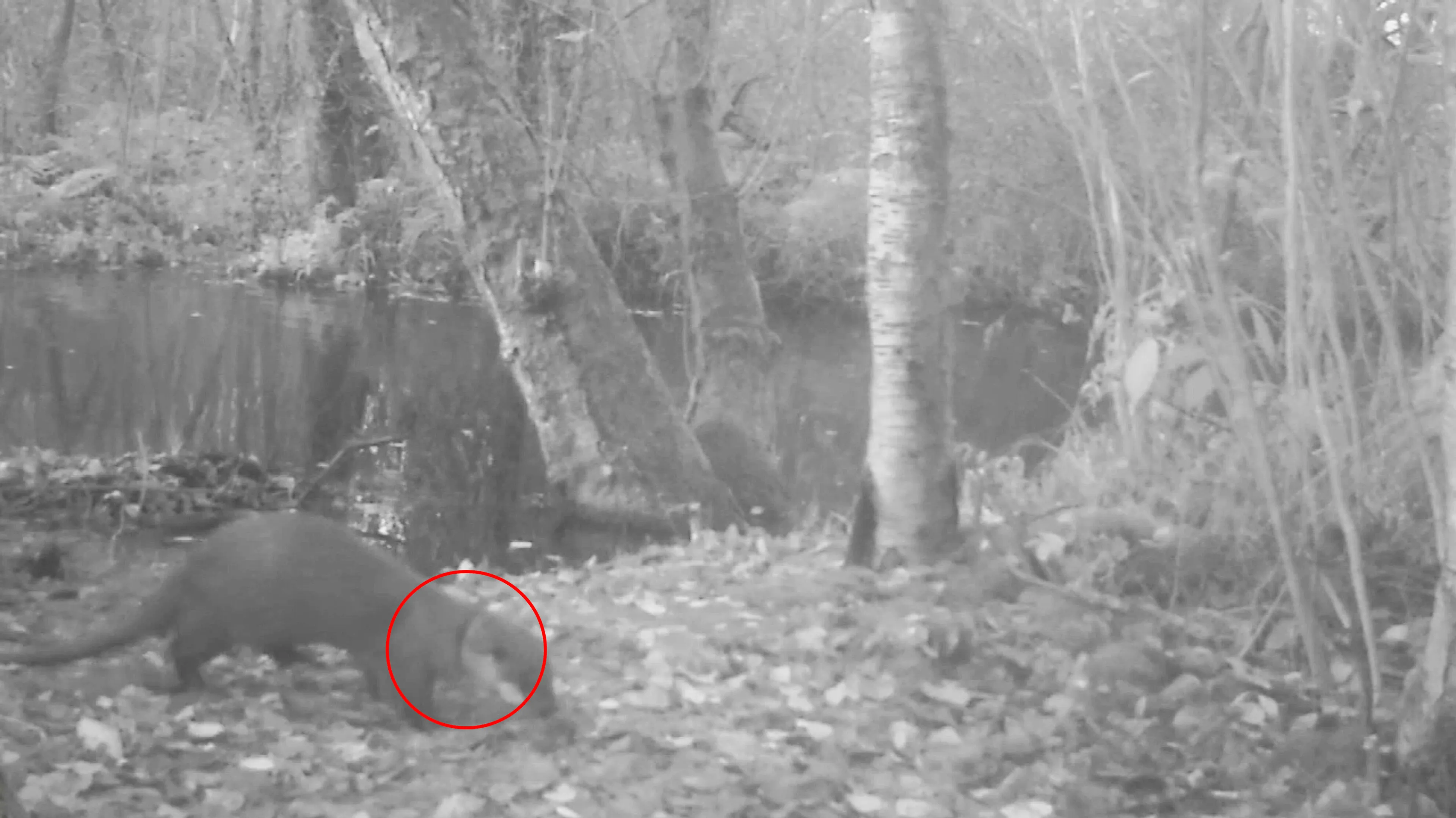 Jonge otter met plastic zwerfafval om zijn nek gespot in Nieuwkoopse Plassen