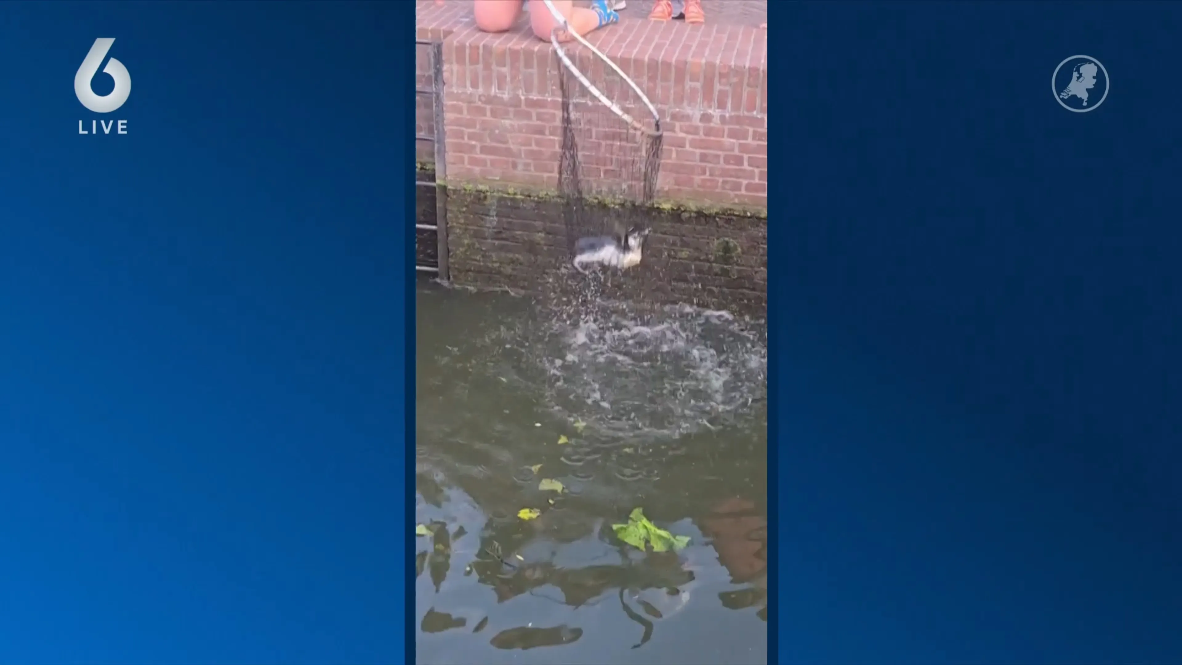 Pinguïn ontsnapt uit Avifauna en eindigt bij sluis Roelofarendsveen