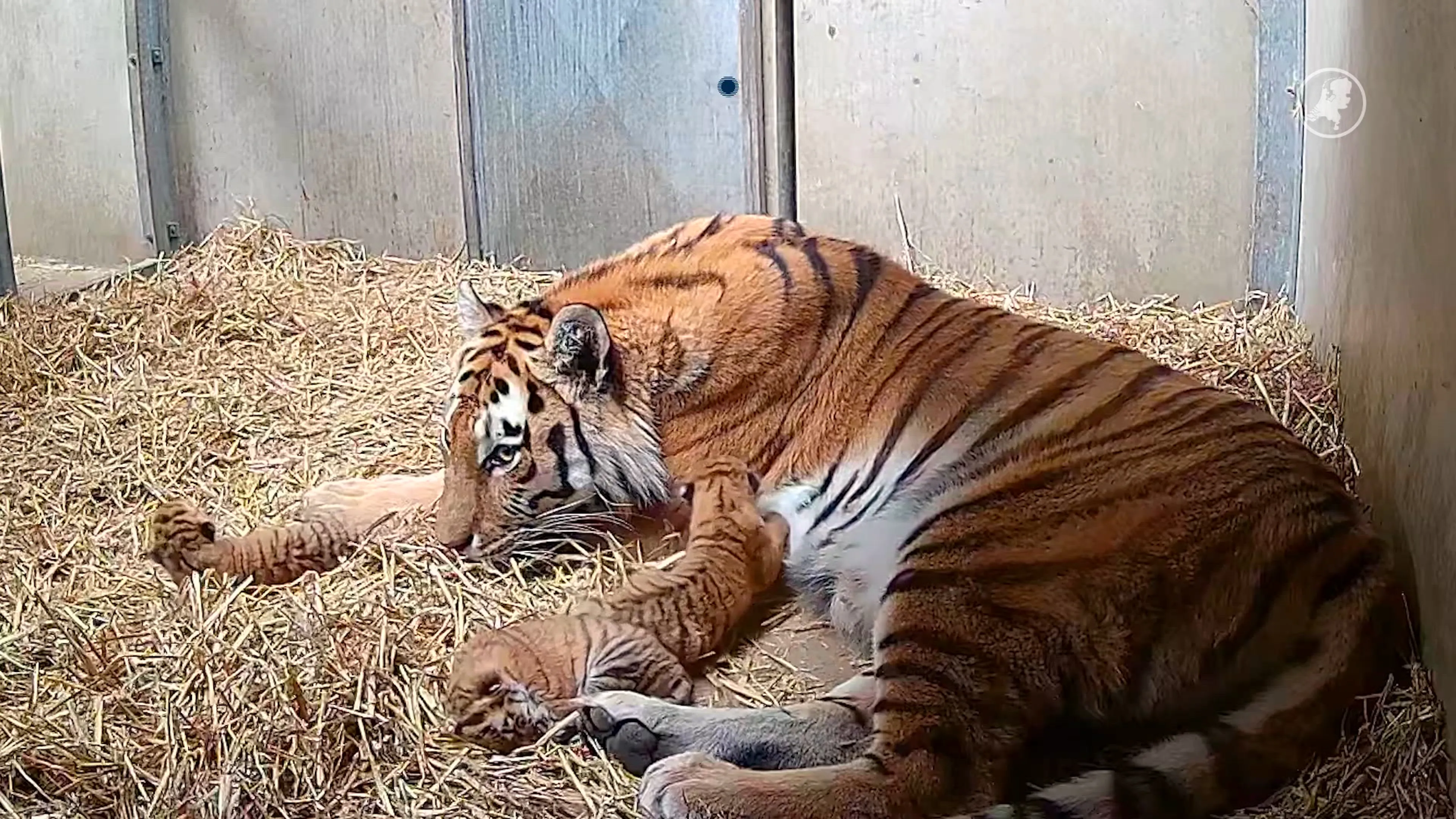 Schattig: drie tijgerwelpjes in Beekse Bergen